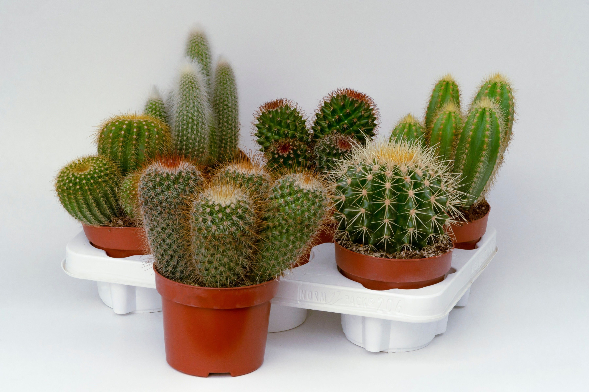 Cactus mix 12cm- 12 units tray, D 12 cm