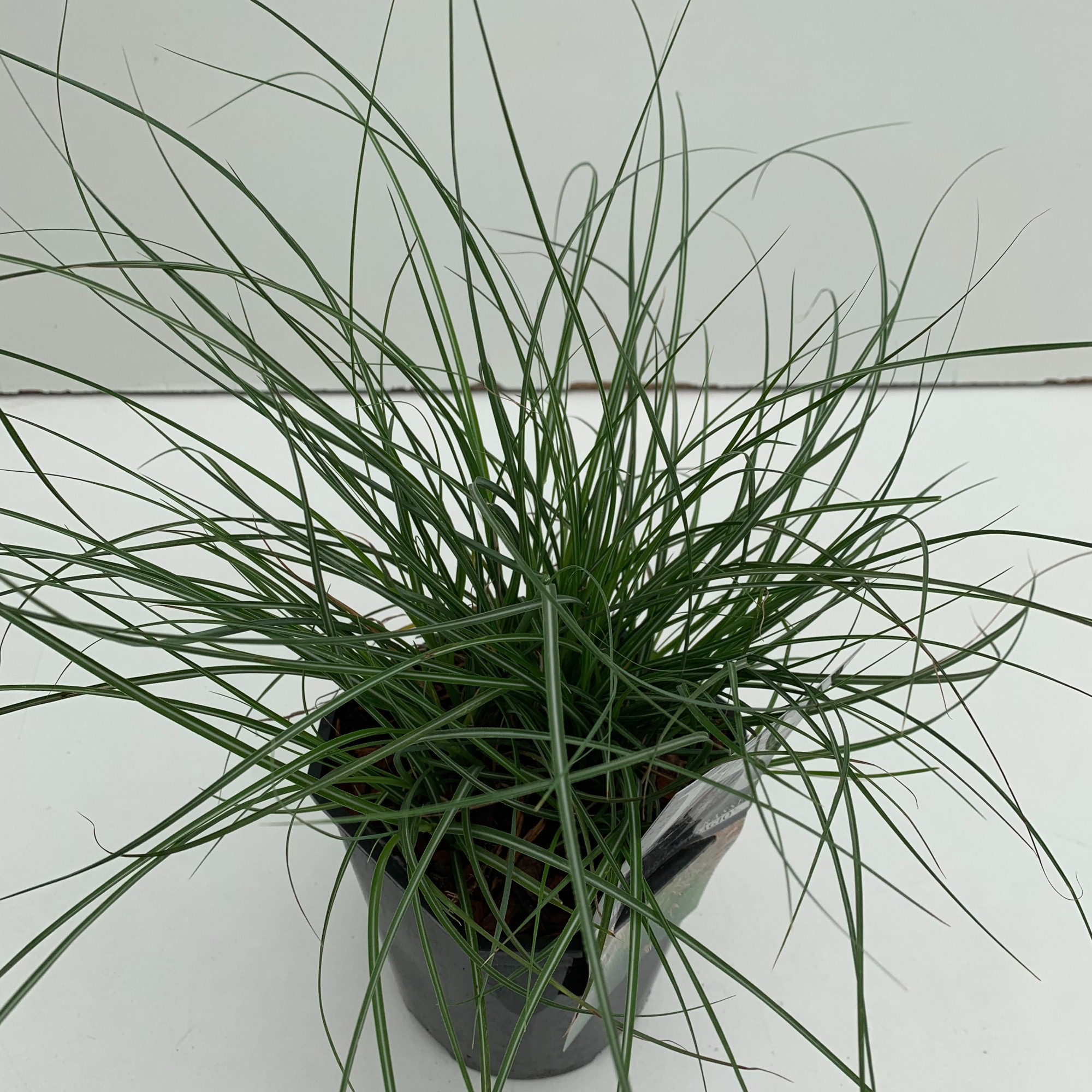 Miscanthus 'Adagio', D 17 cm