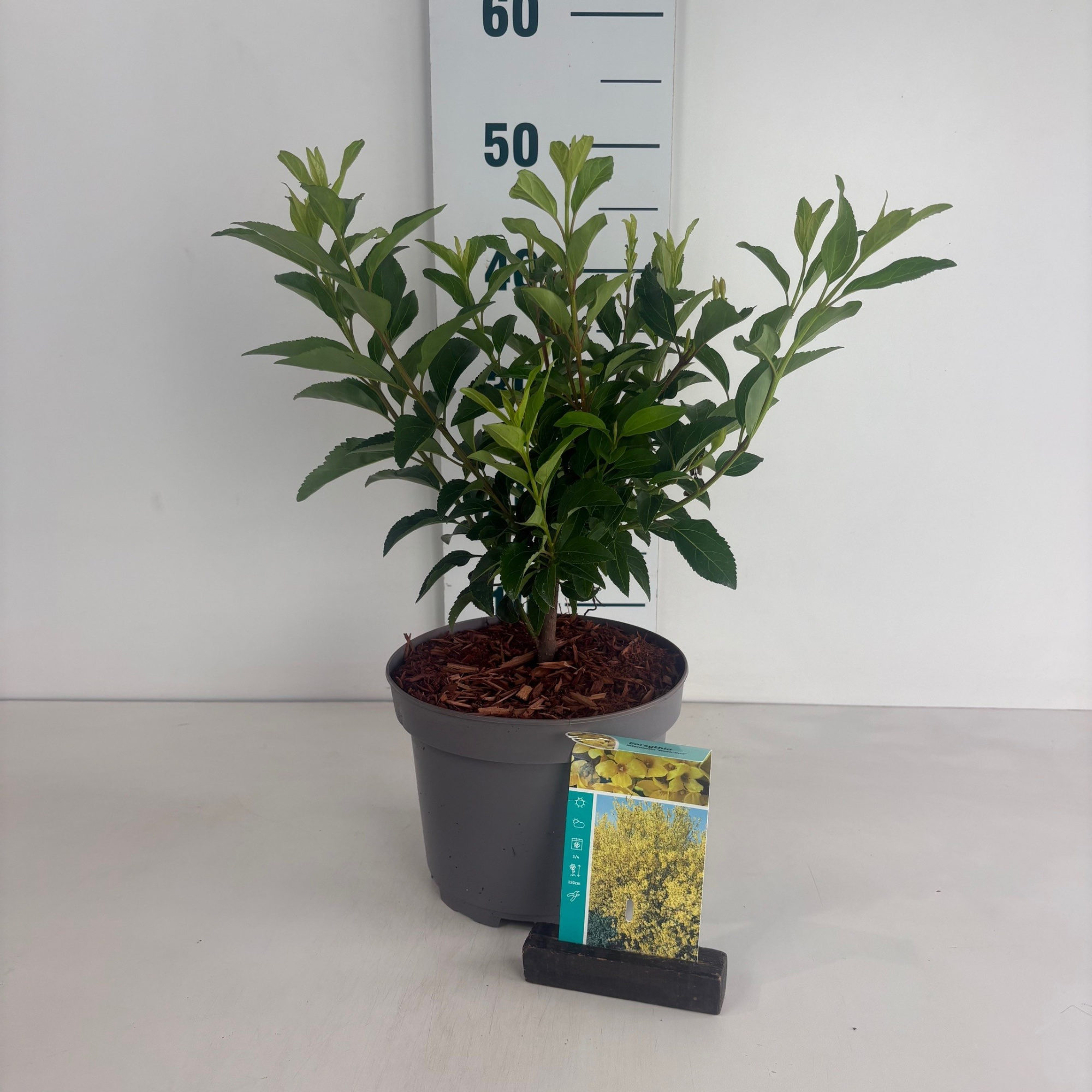 Forsythia intermedia Week-End, D 20 cm