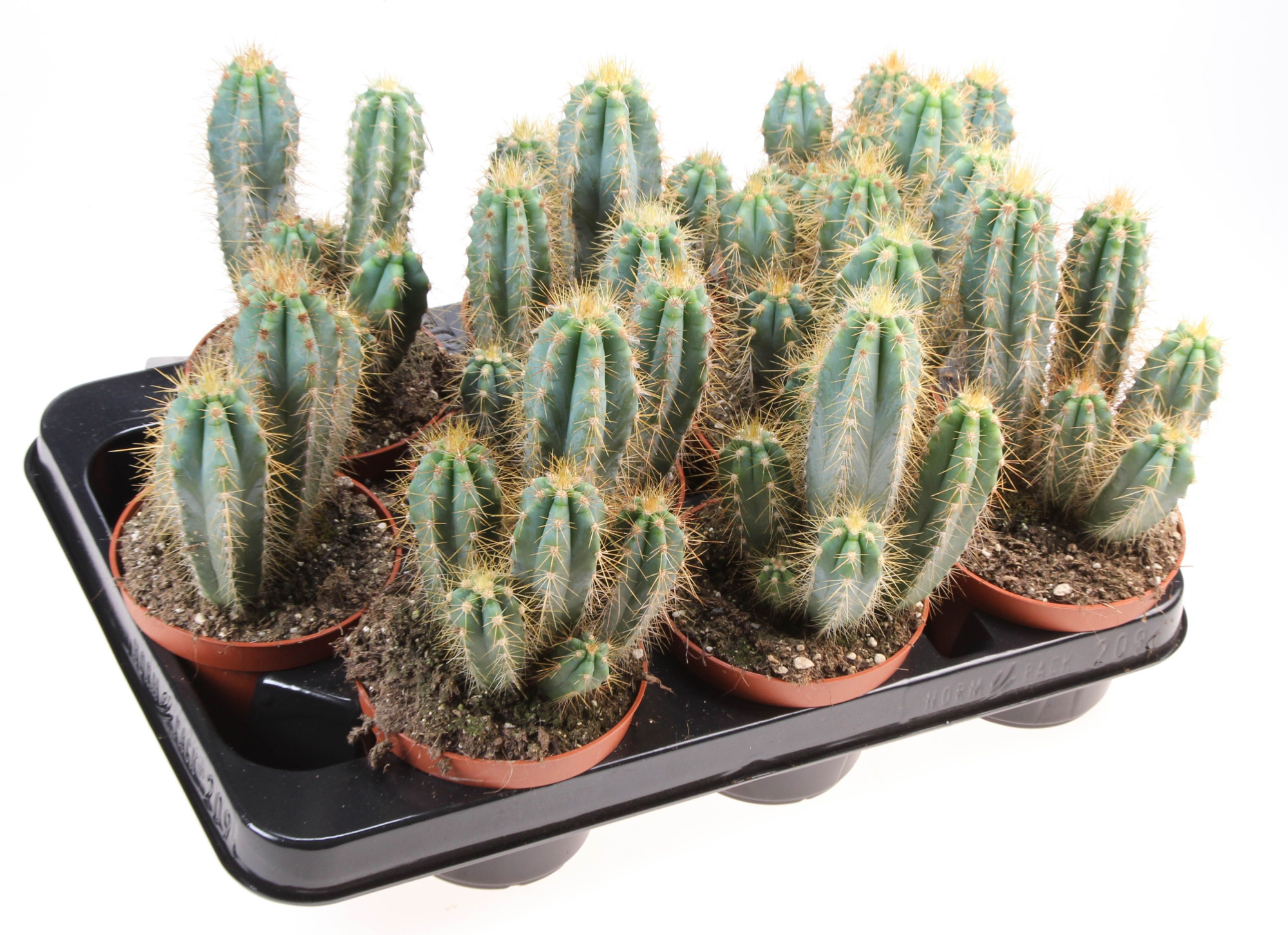 Pilosocereus azureus, D 10,5 cm