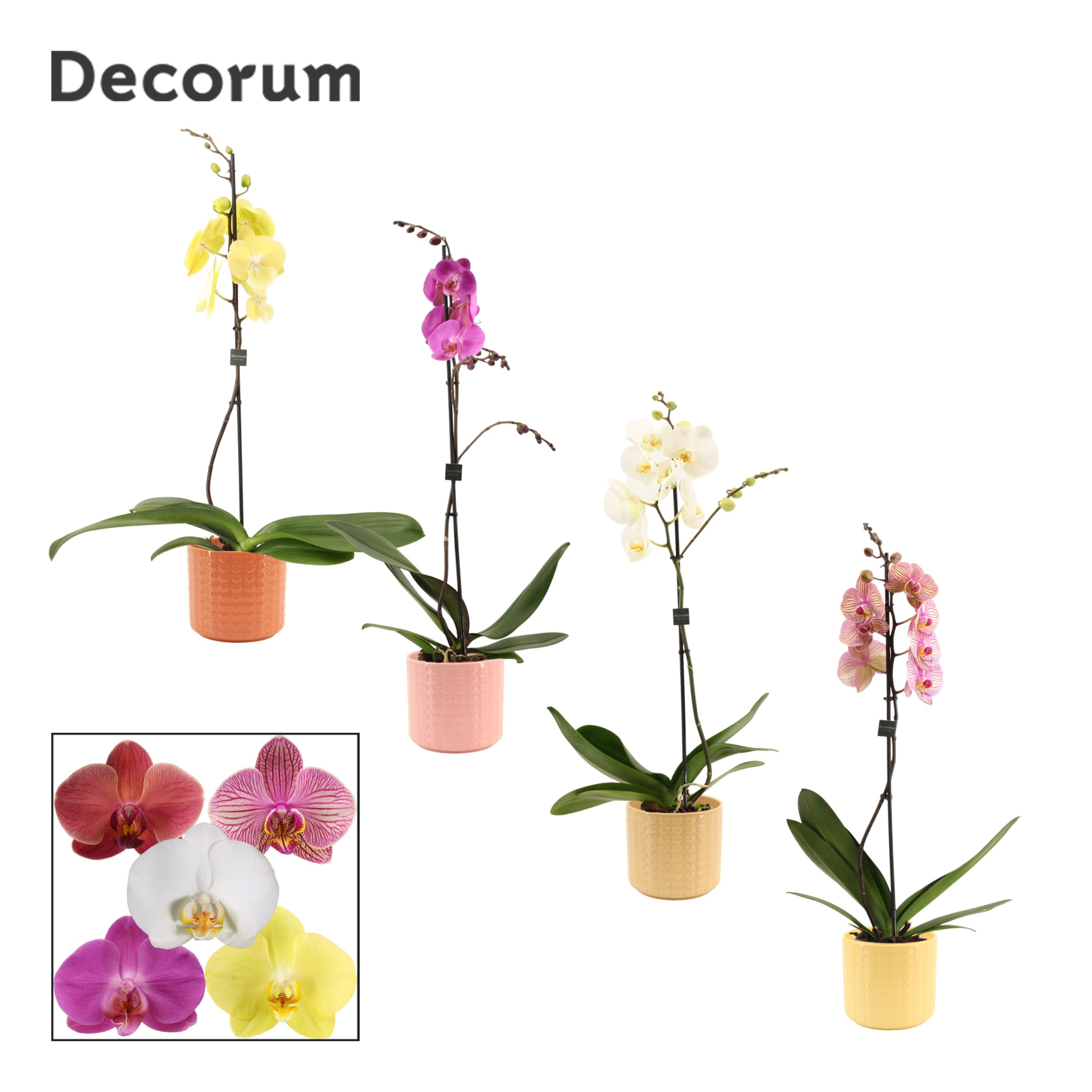 Phalaenopsis 1 tak 9+ mix in Kaya (Sympathetic moods-collection), D 12