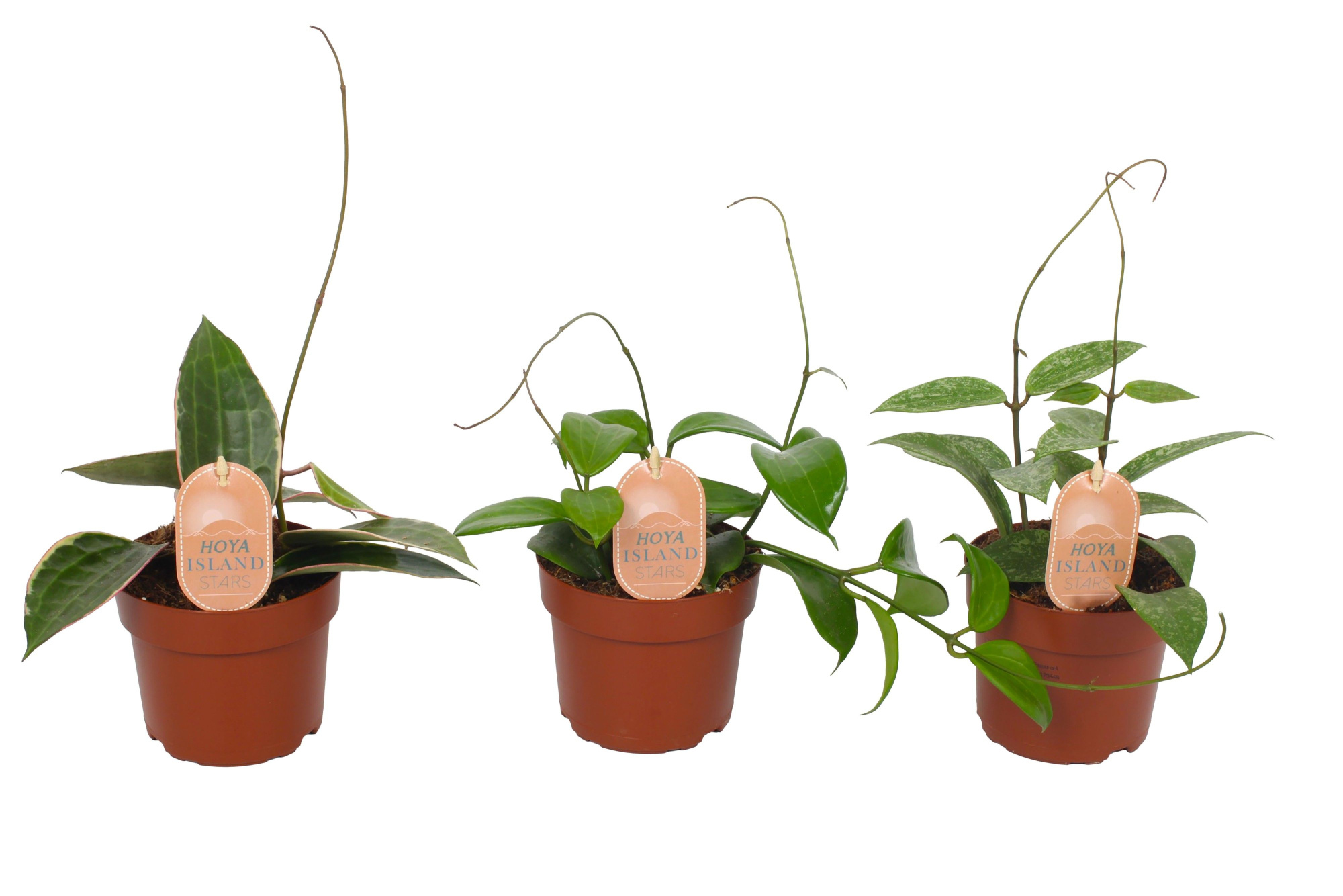 Hoya mix 12cm - Madura, Borneo, Bali, D 12 cm