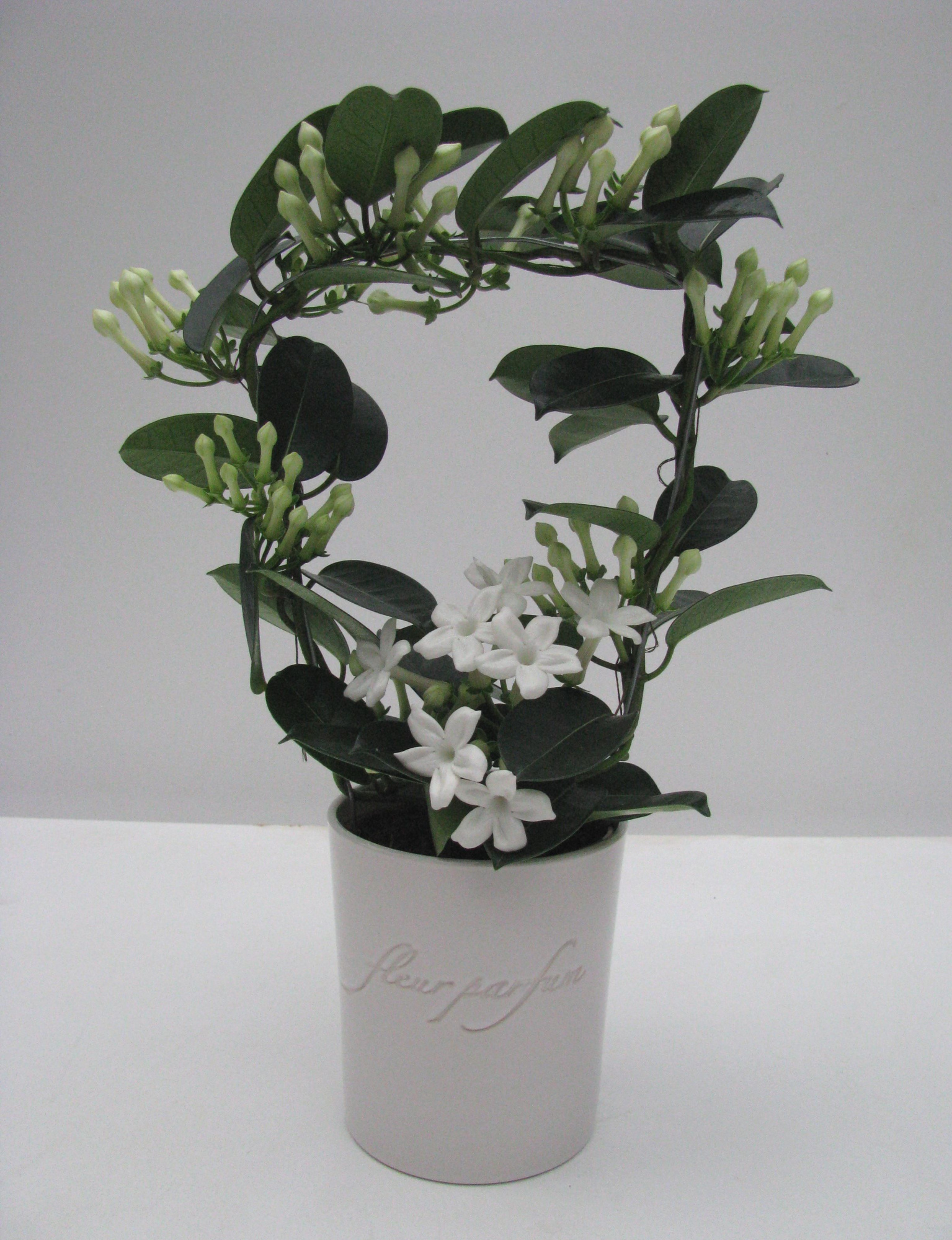Stephanotis Fleur Parfum 9-10 in Ker. FP pot, D 12 cm