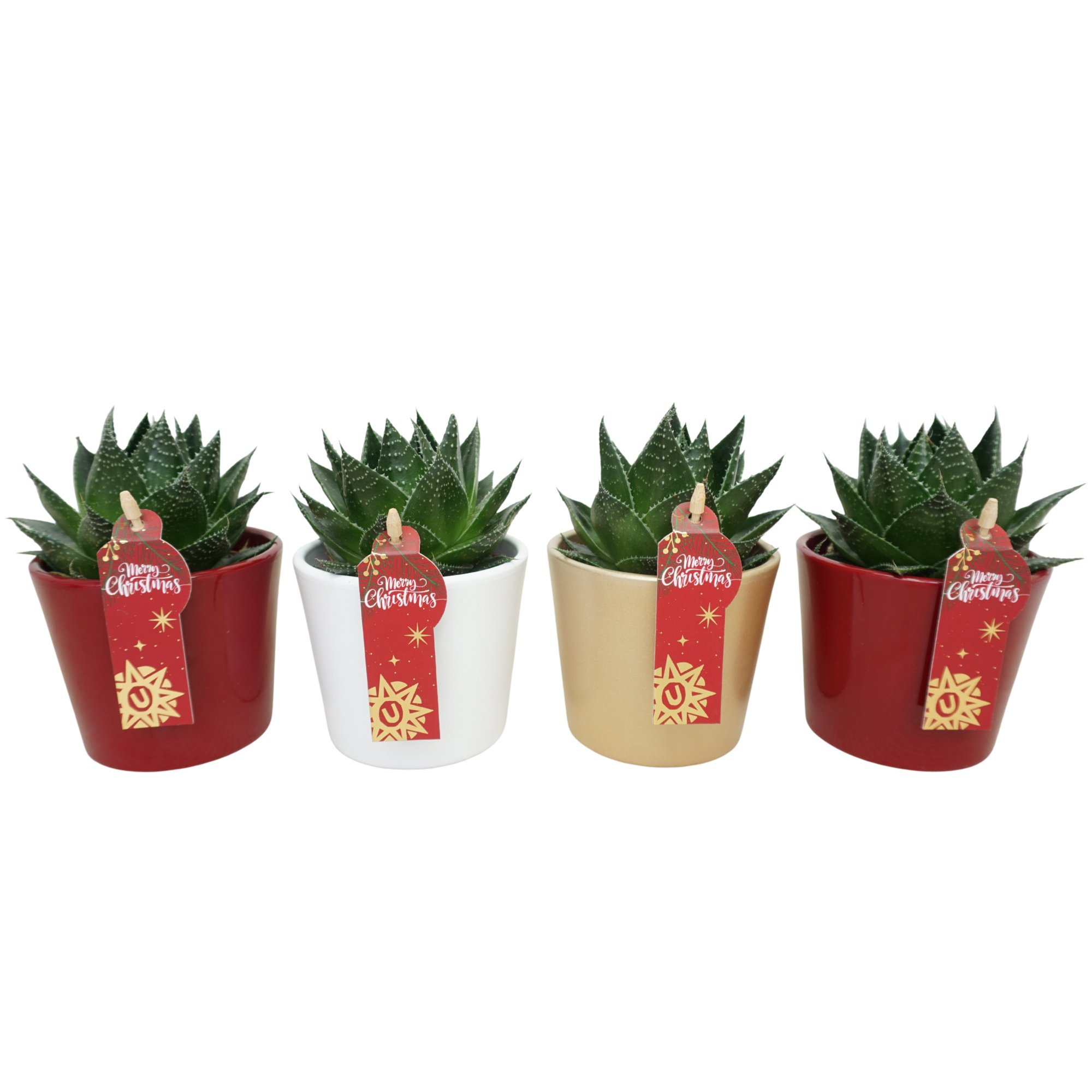 Aloë cosmo in 9 cm Kerst potje (3 assorti), D 8,5 cm