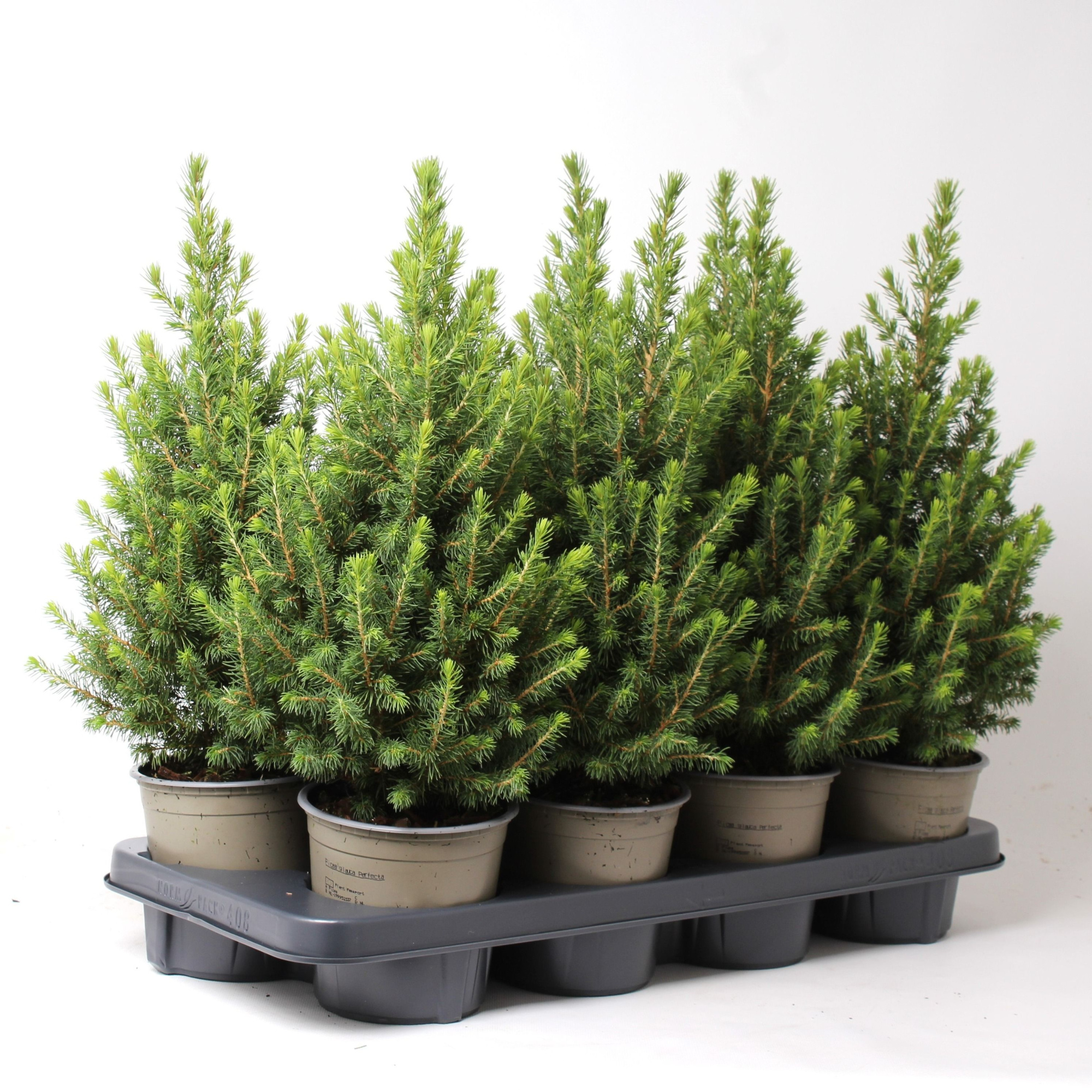 Picea glauca 'December', D 13 cm