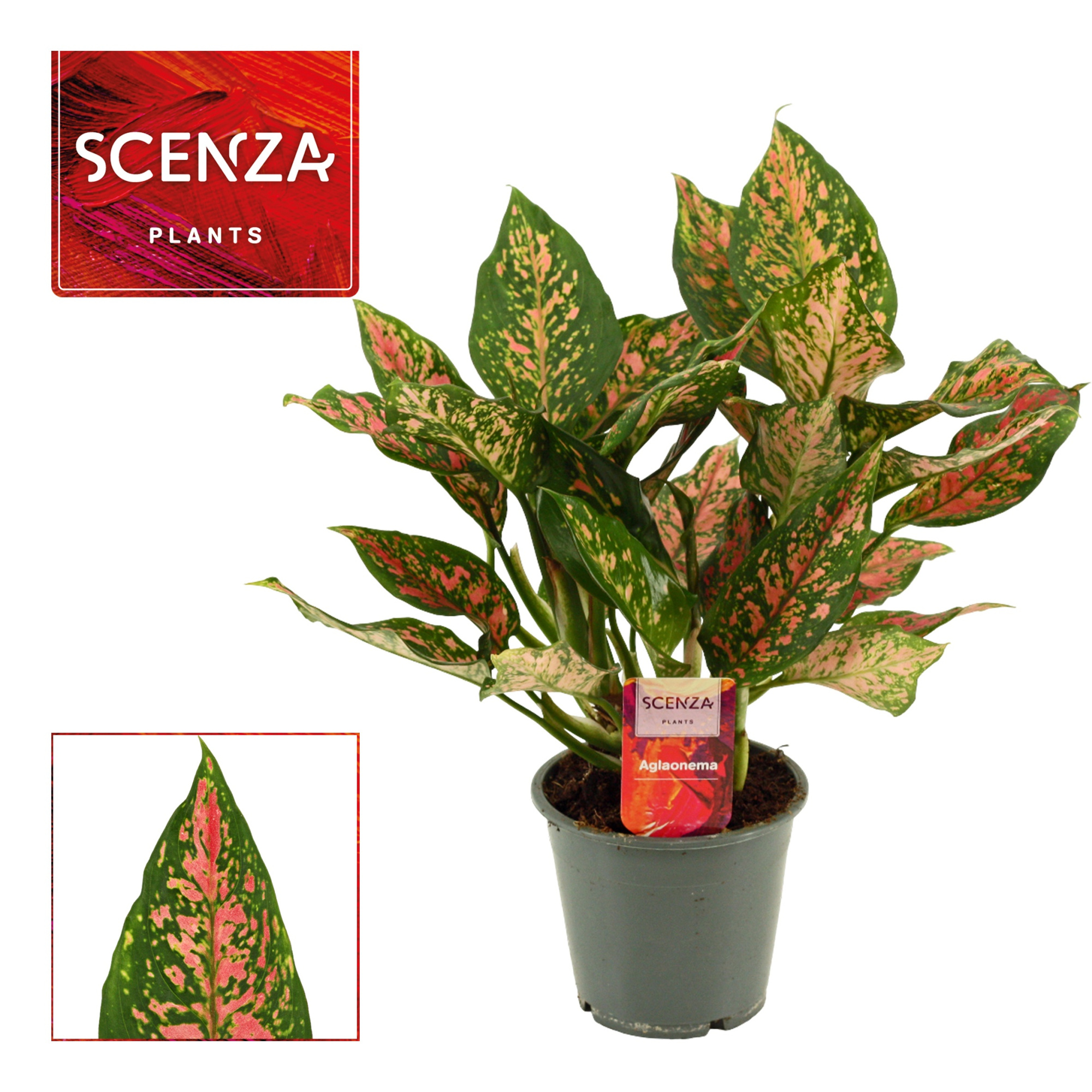 Aglaonema Unyamanee 12 cm (Scenza), D 12 cm