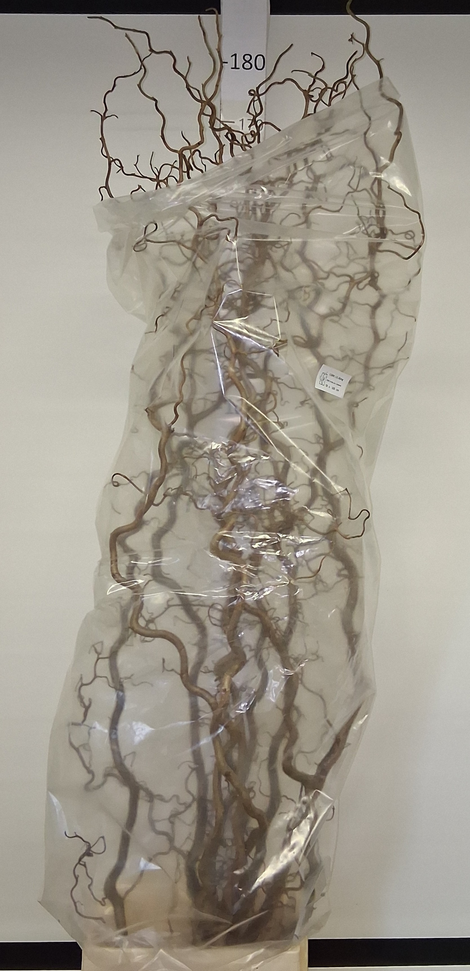 Корилус Конторта 180, шт.