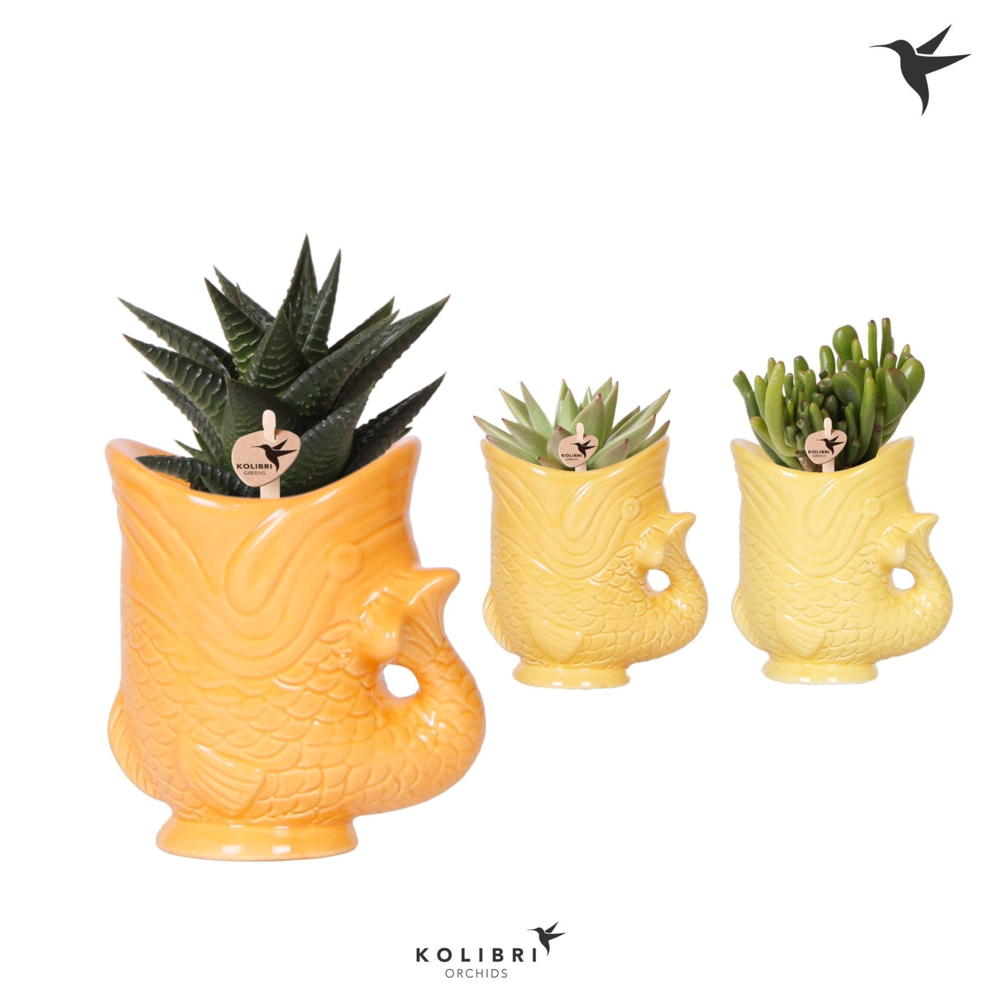 Kolibri Greens Succulenten mix in Fish pot yellow mix, D 6