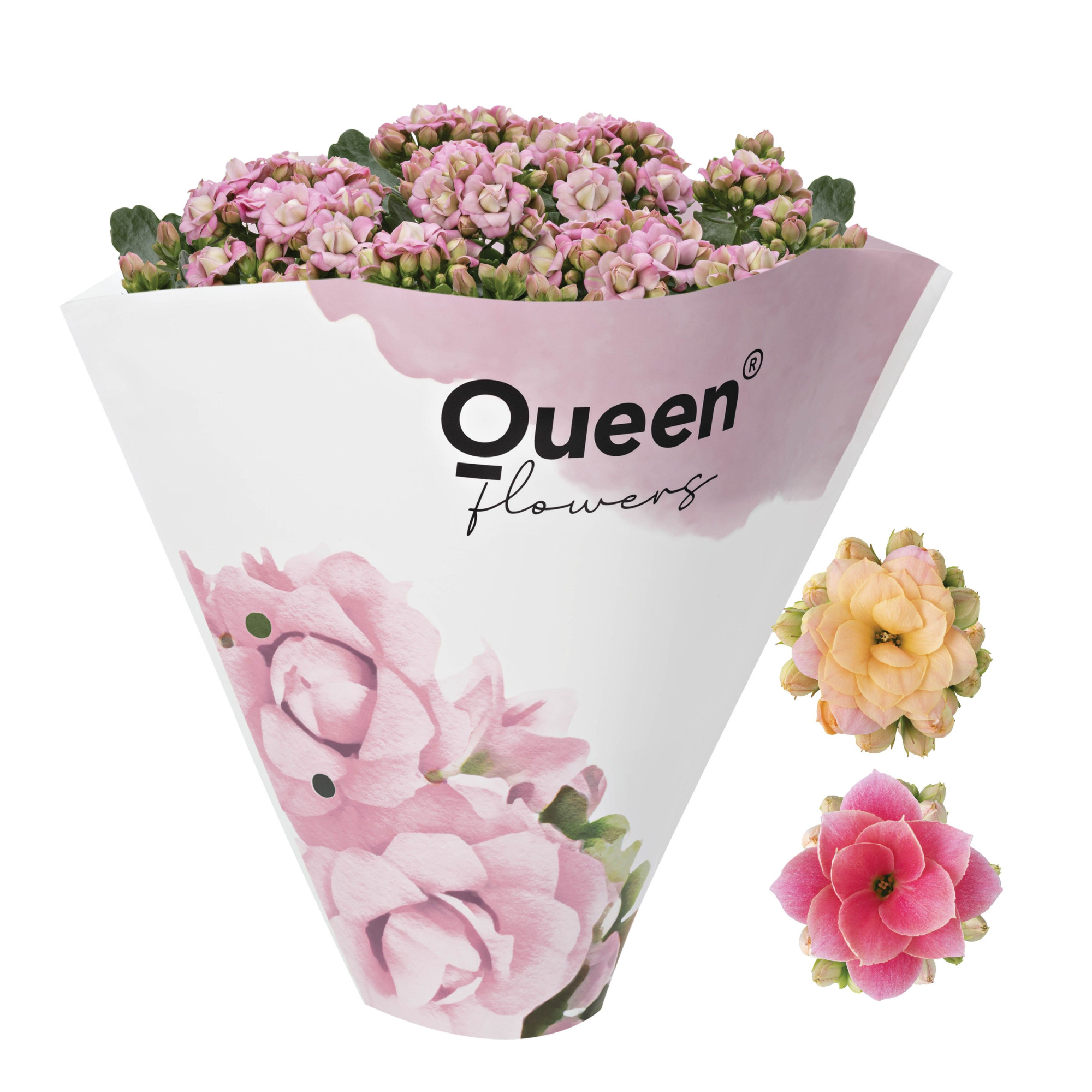 Queen® RoseFlowers 13 cm 3 p.p. Light Pink, D 13