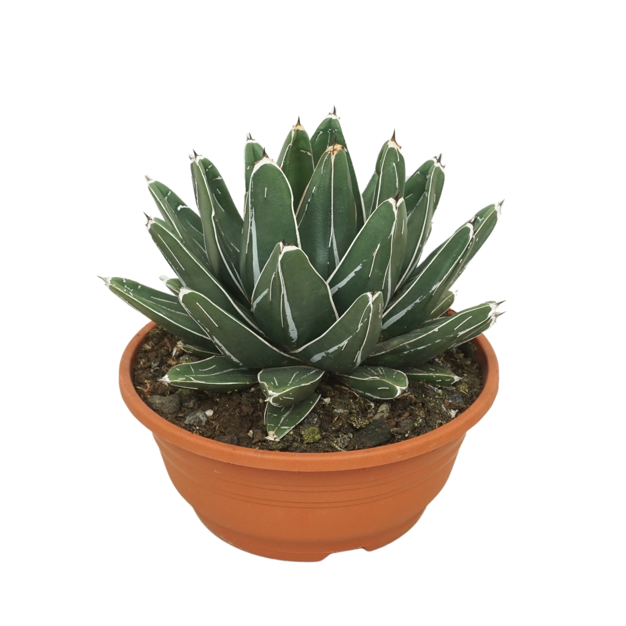 Agave victoriae reginae 20 cm, D 20 cm