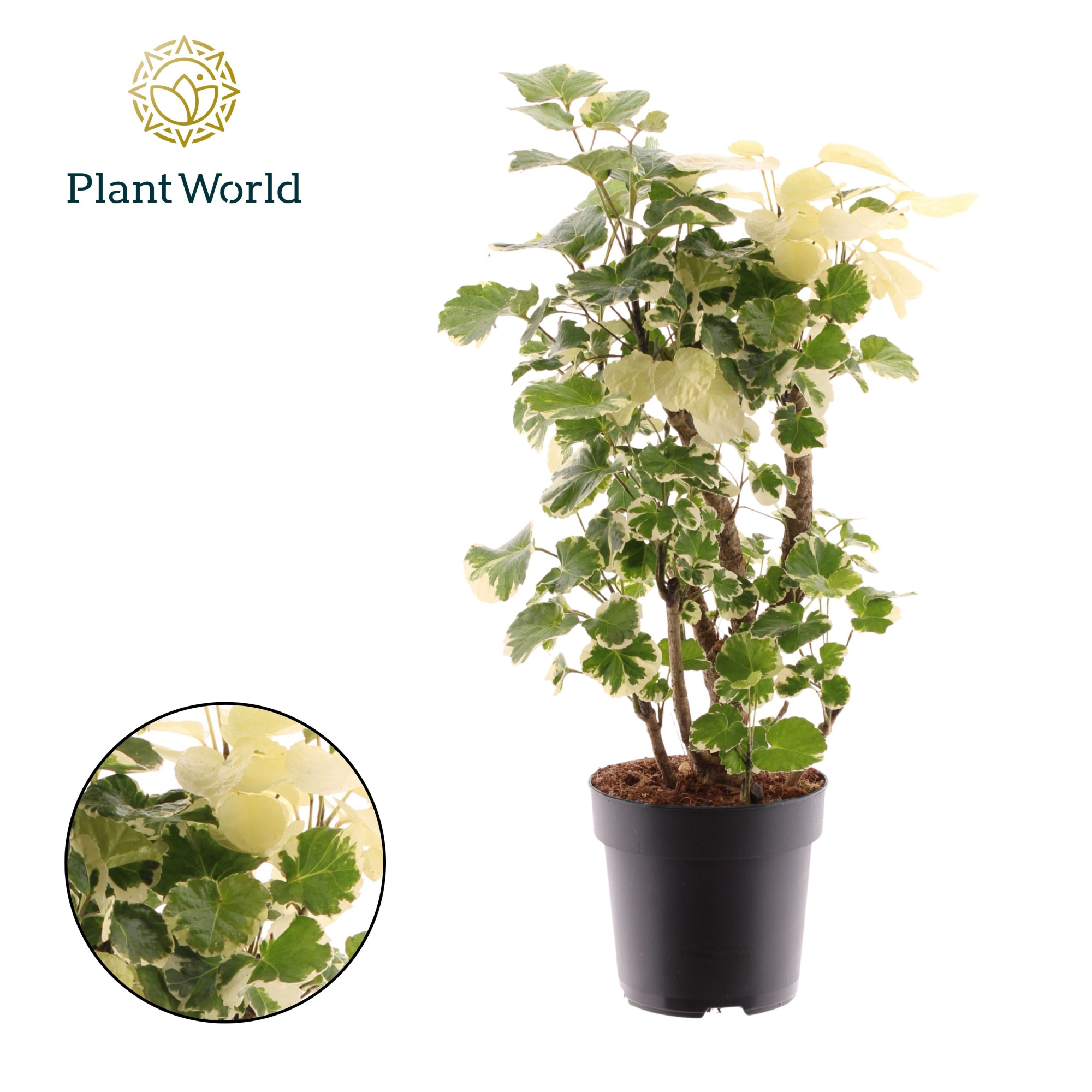 Polyscias Balfouriana vertakt, D 17 cm