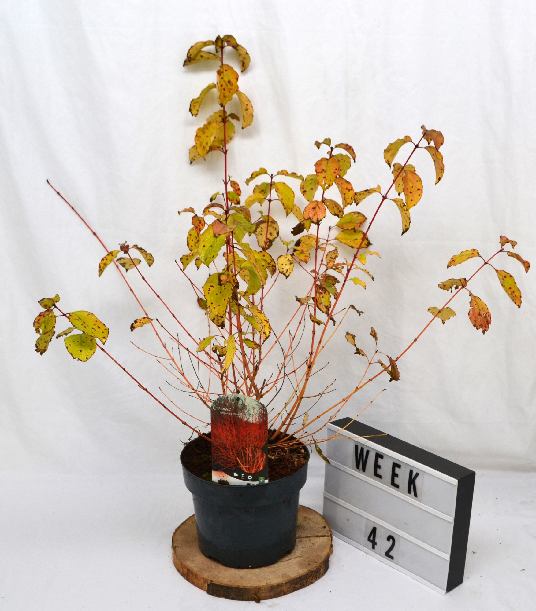 Cornus alternifolia Winter Beauty C5 50-60, D 23 cm
