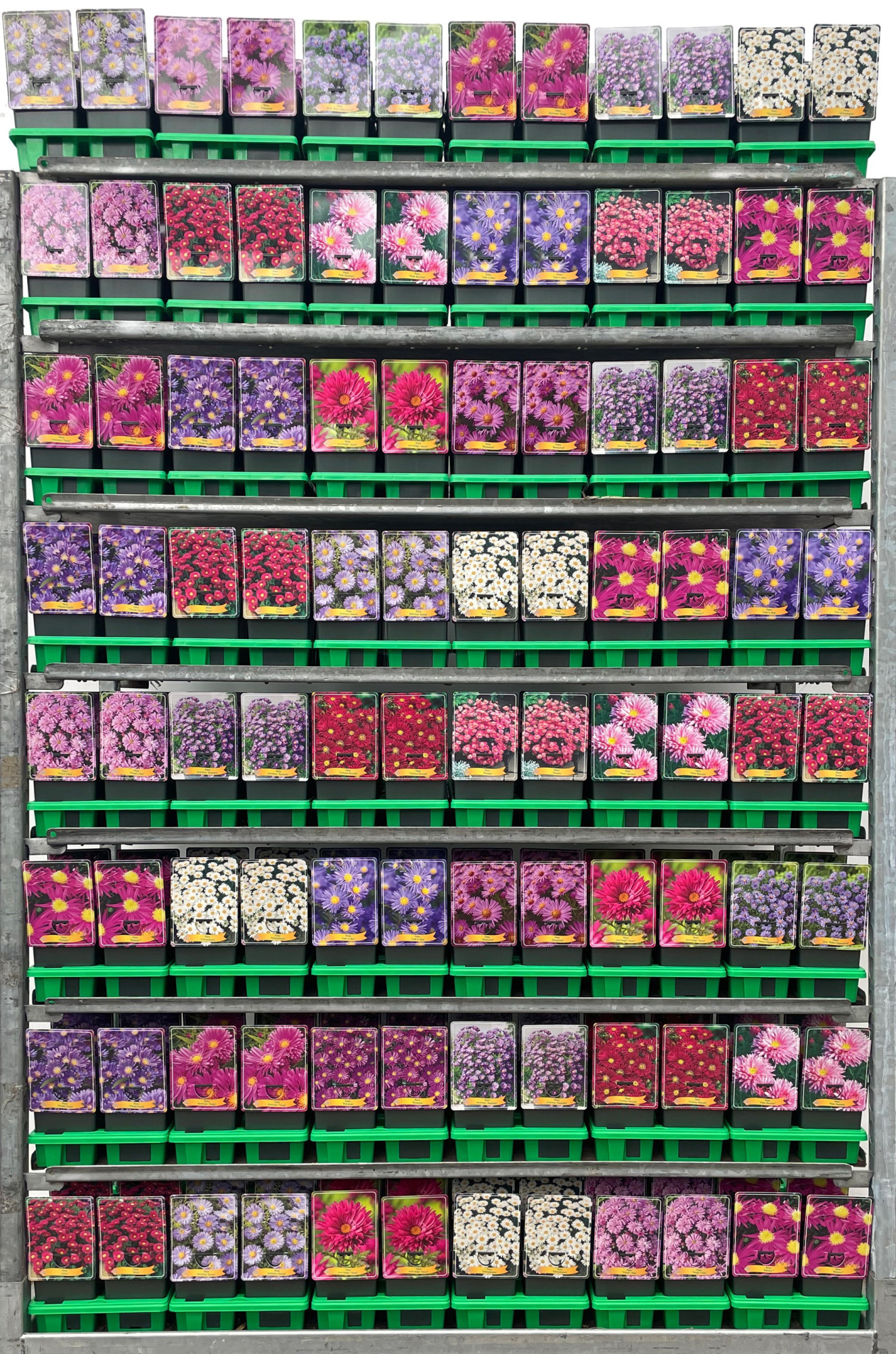 Aster Mix CC P11, D 11