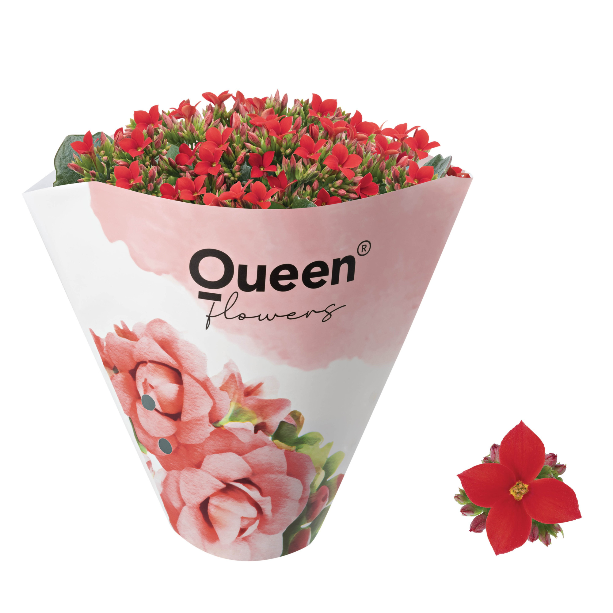 KALANCHOE ARTS-HYBRID 'RED ORIGINAL', D 11 cm