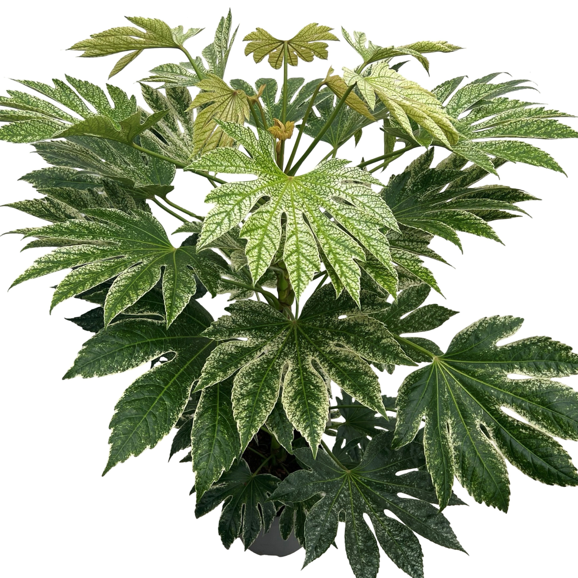 Fatsia jap. 'Spiderweb' sense, D 27