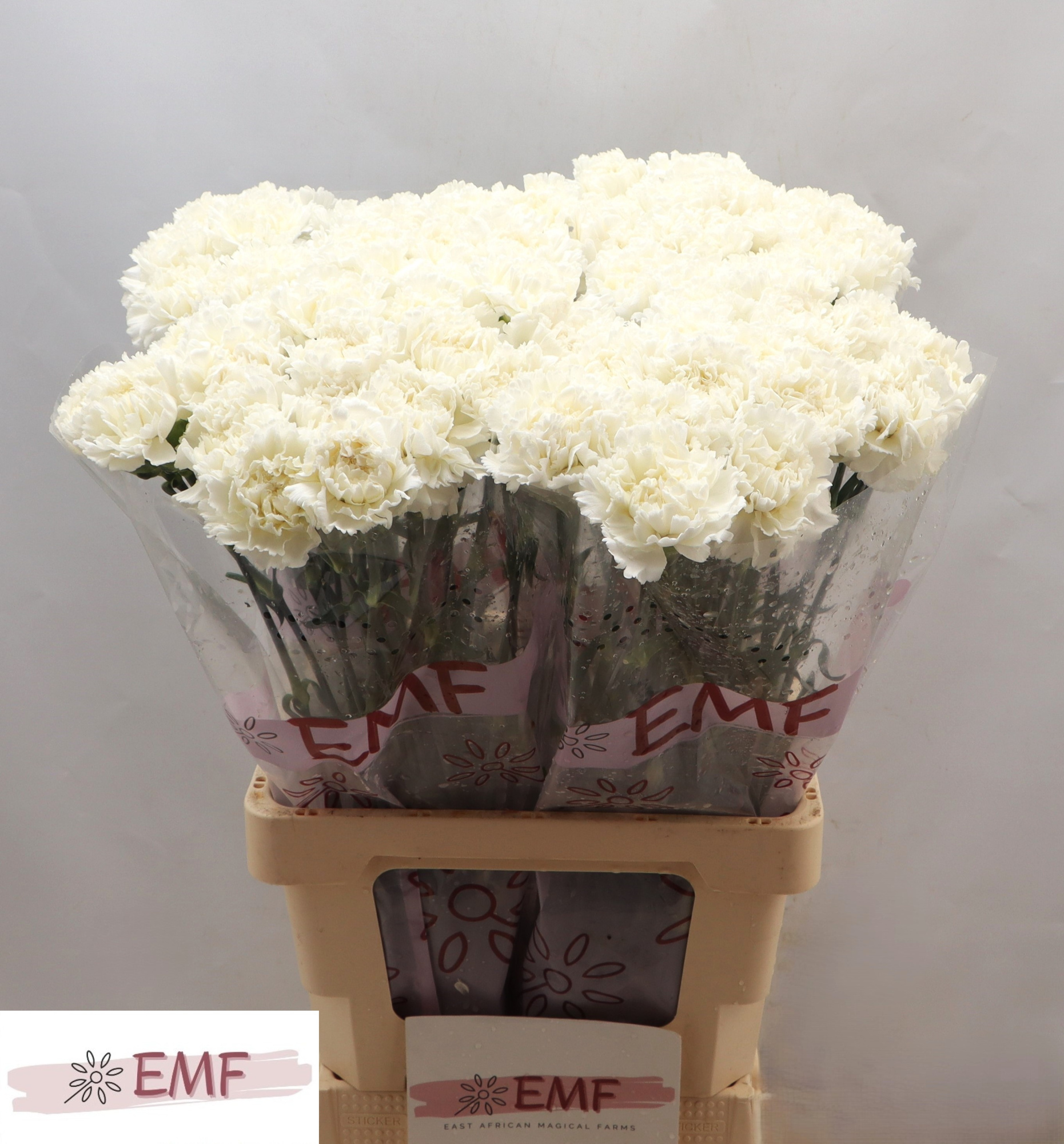 Диантус од. Холли, шт.