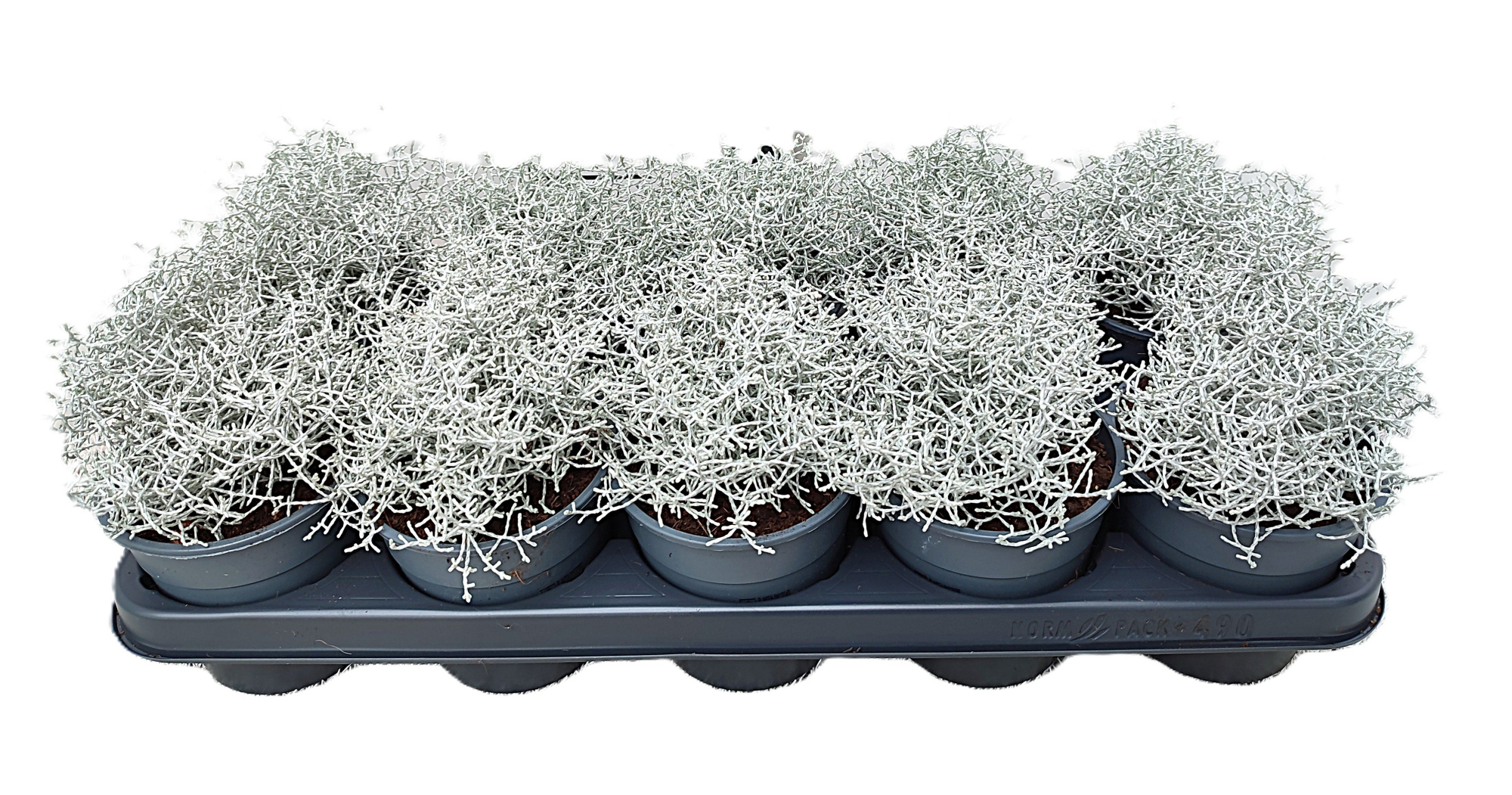 Calocephalus, D 12 cm