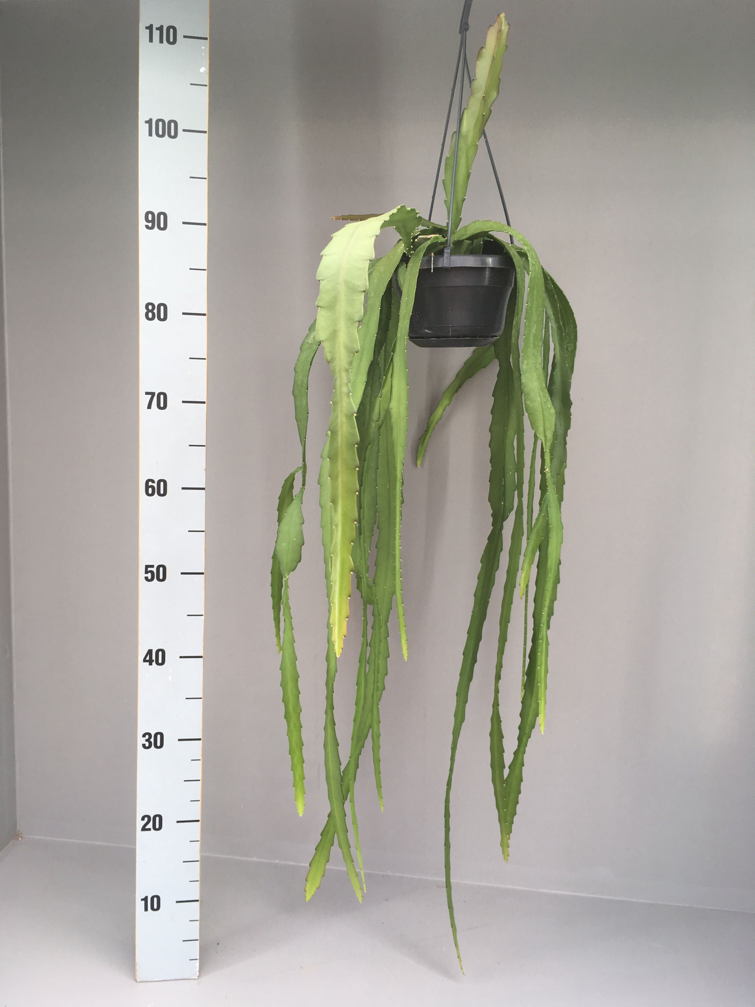 Epiphyllum ackermanii, D 14 cm