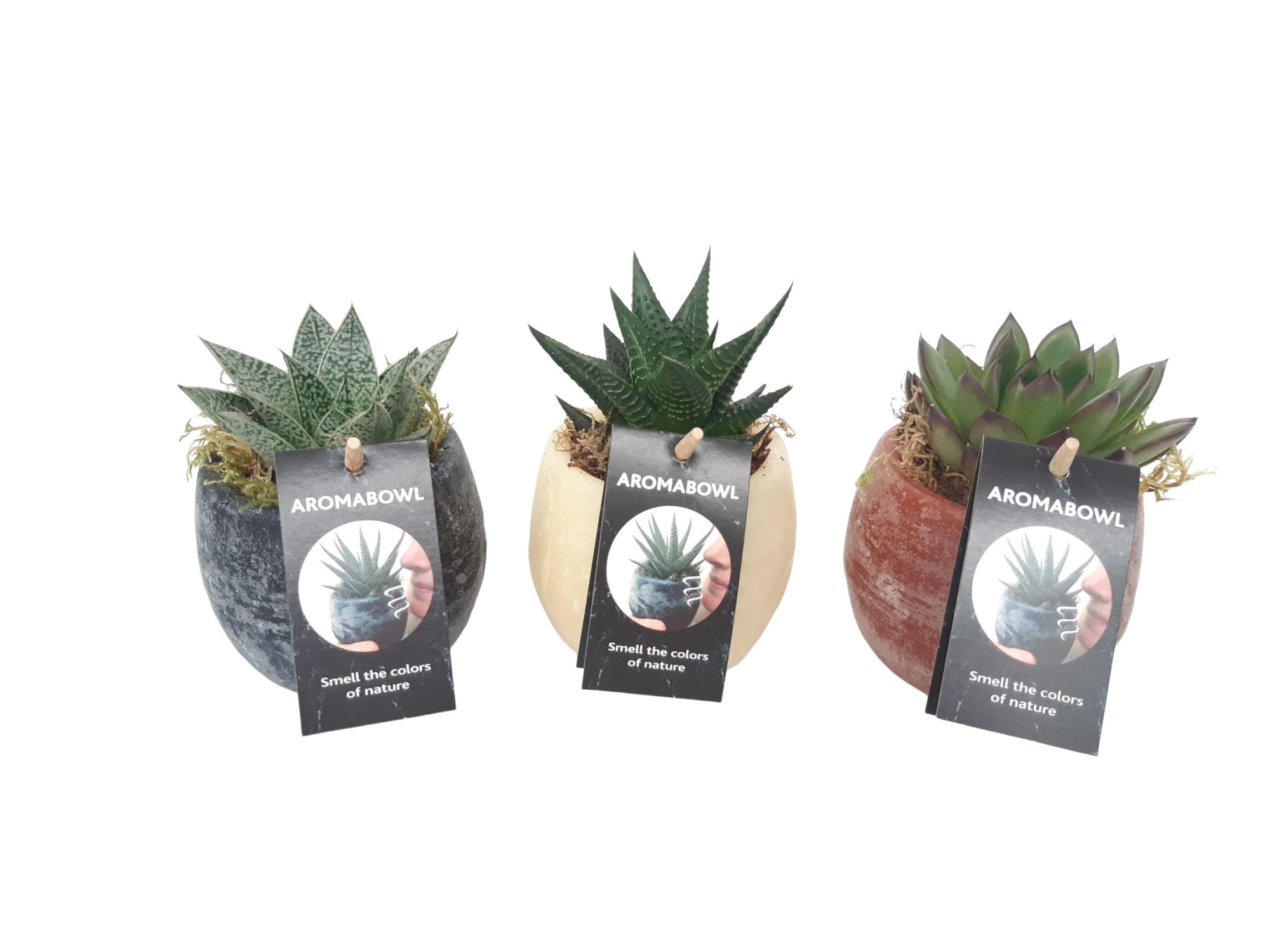 AB9SUC Aroma Bowl 9cm succulentmix Musk, Amber, Cinnamon, D 9 cm