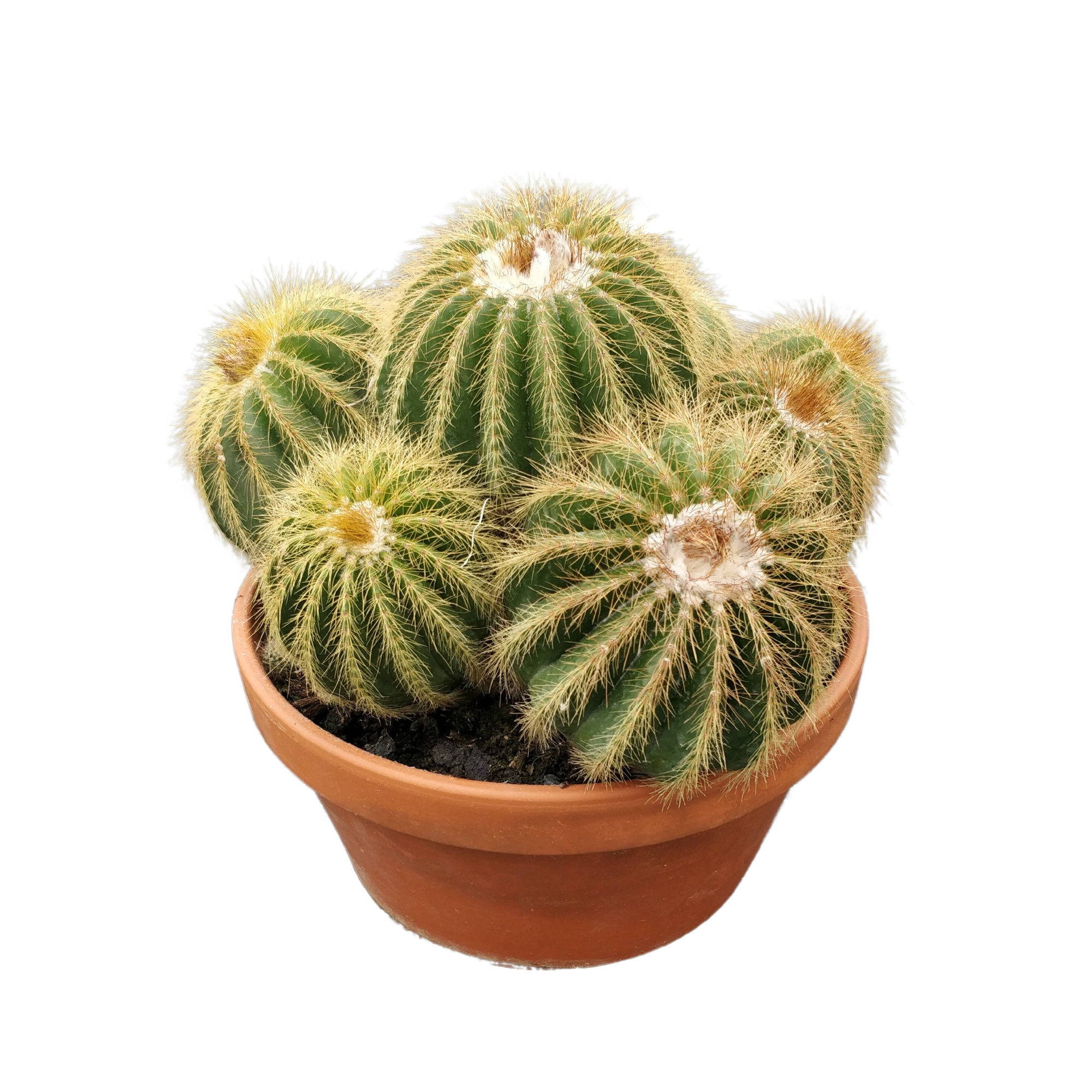 Eriocactus warasii 23 cm, D 23 cm