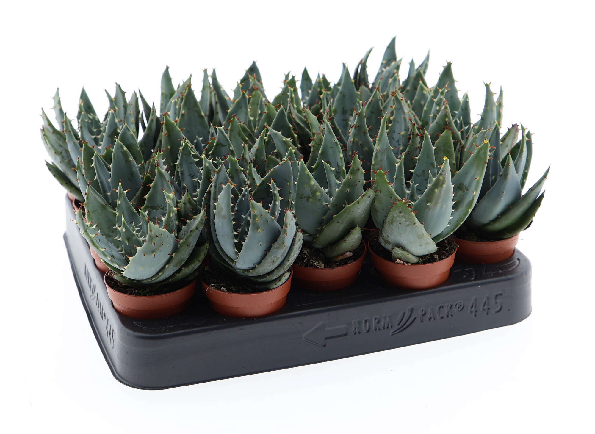 Aloe petricola, D 5,5 cm