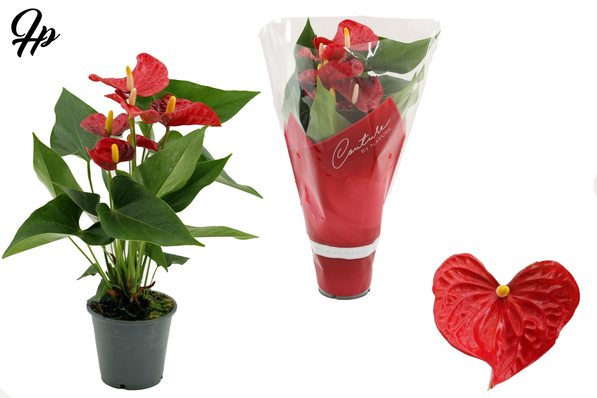 Anthurium 12 cm Aristo in Couture sleeve, D 12 cm