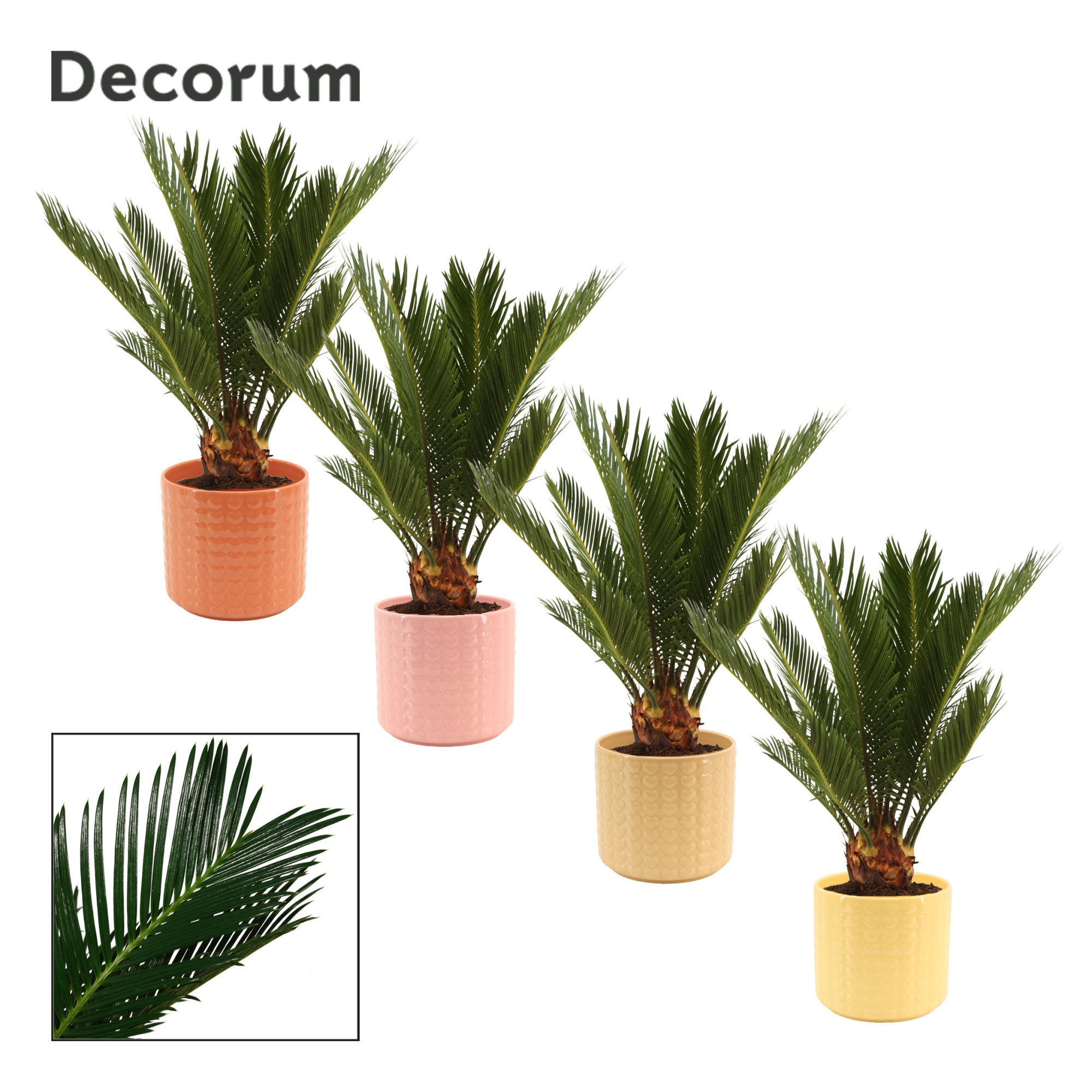 Cycas revoluta 12 cm, 6+ veren in Kaya (Sympathetic moods-collec, D 12 cm