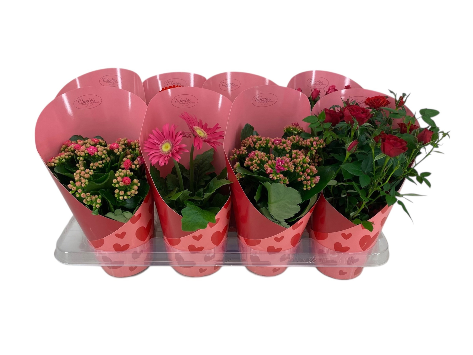 Bloeimix 12 cm | Valentijn/Moederdag | Hartjes Amour | NEW, D 12