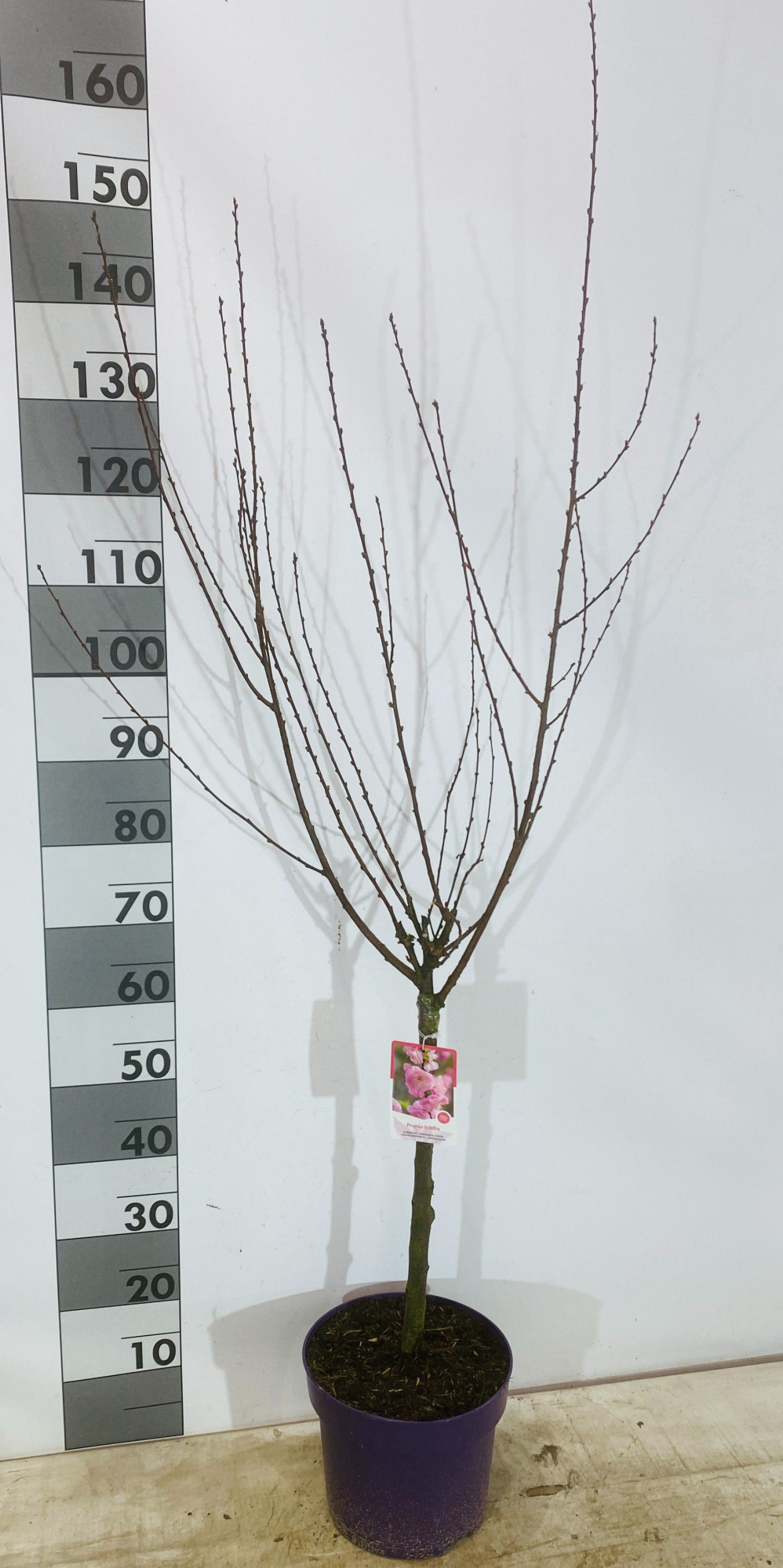 Prunus Triloba, D 26