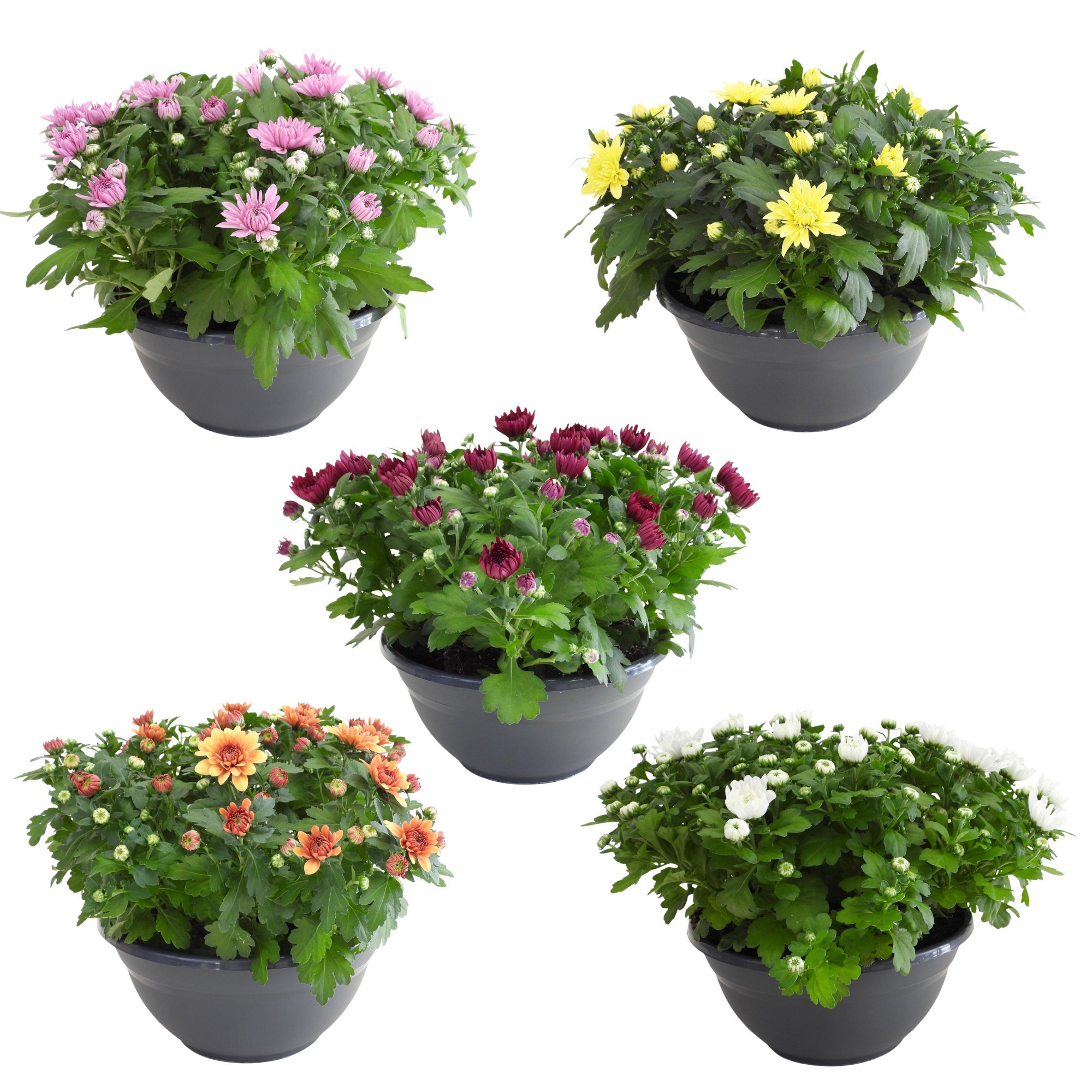 Chrysant Mix in Bowl 27 cm, D 27