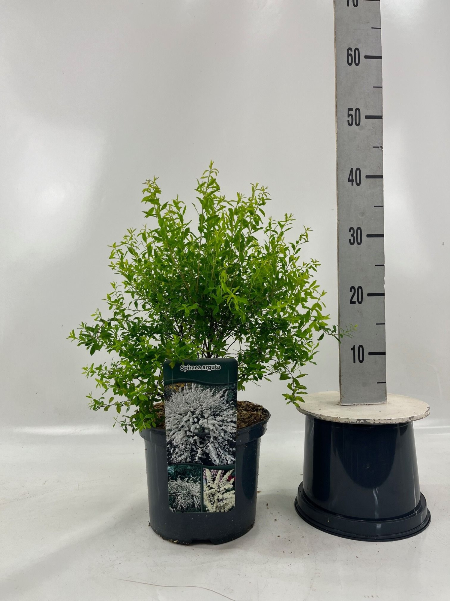 Spiraea x arguta, D 23 cm