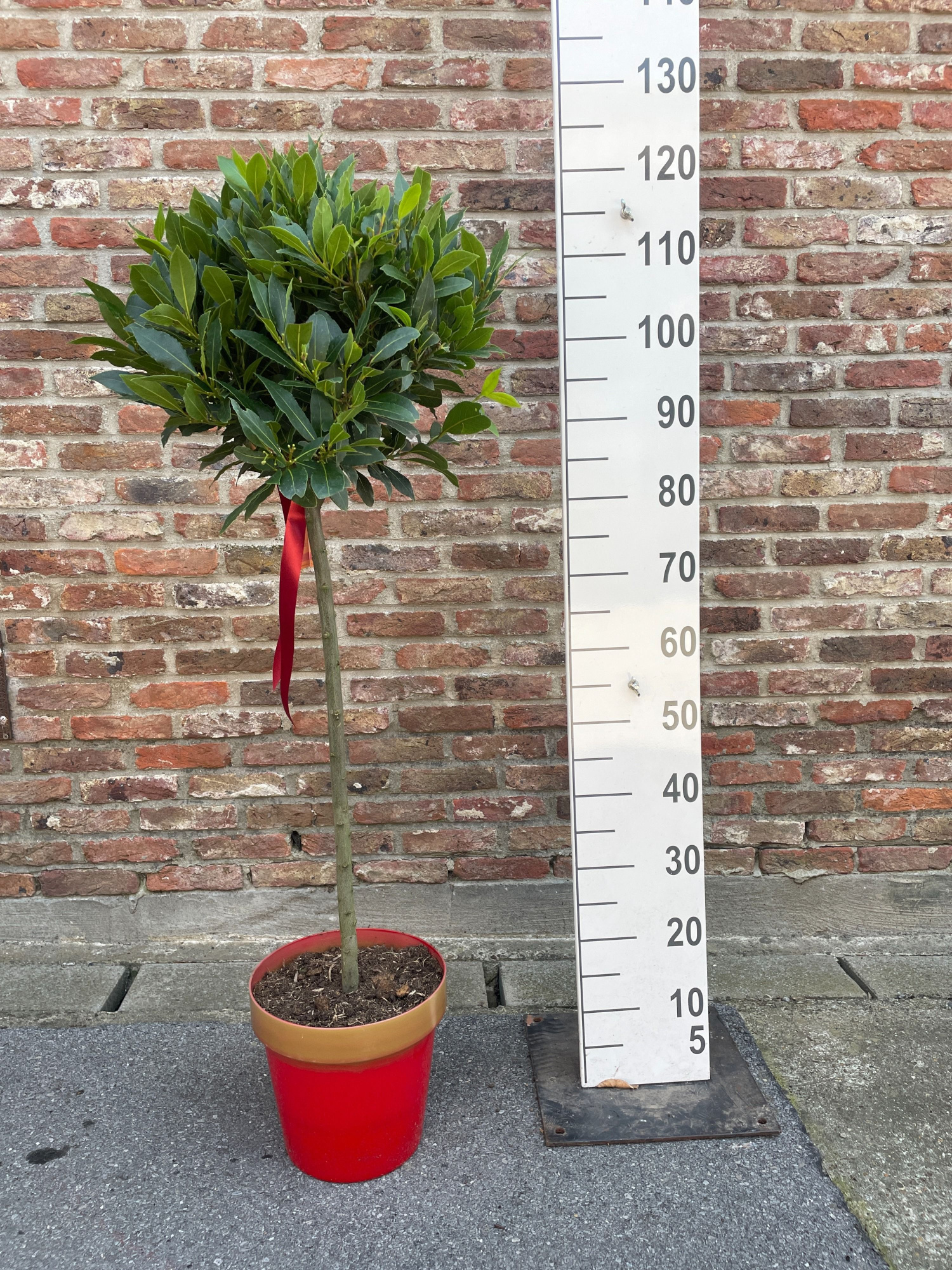 Red Gold bol op 1/2 stam 35/40 p 25, D 25 cm