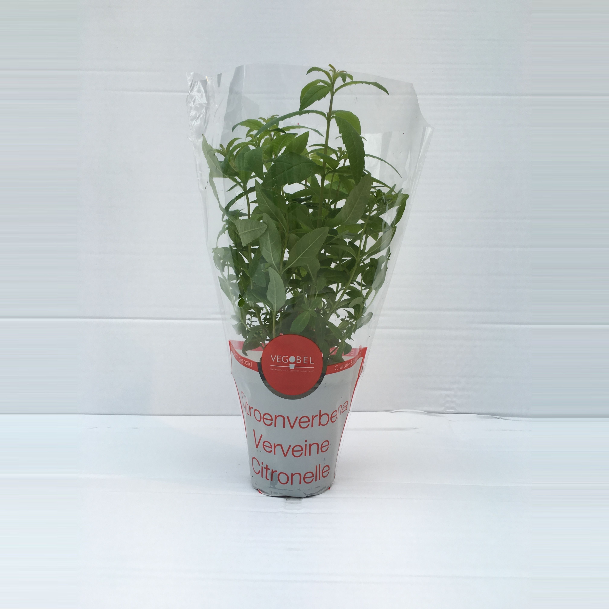 Verbena Citroen P9, D 9 cm