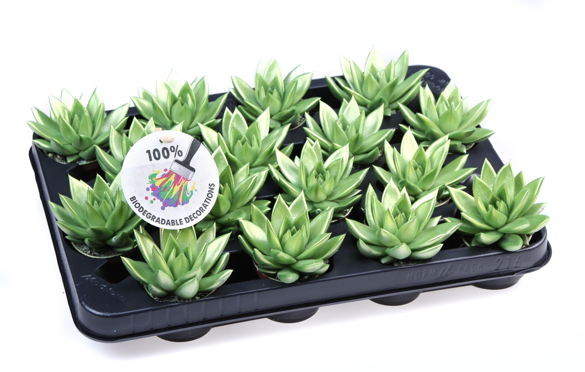 Rainbow Metallic green, D 6,5 cm