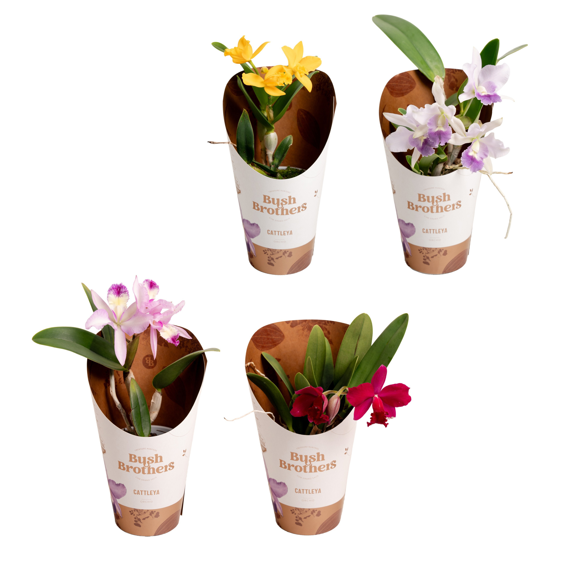 Cattleya kleinbloemig mix 1 tak 3+ knop 12 cm, D 12