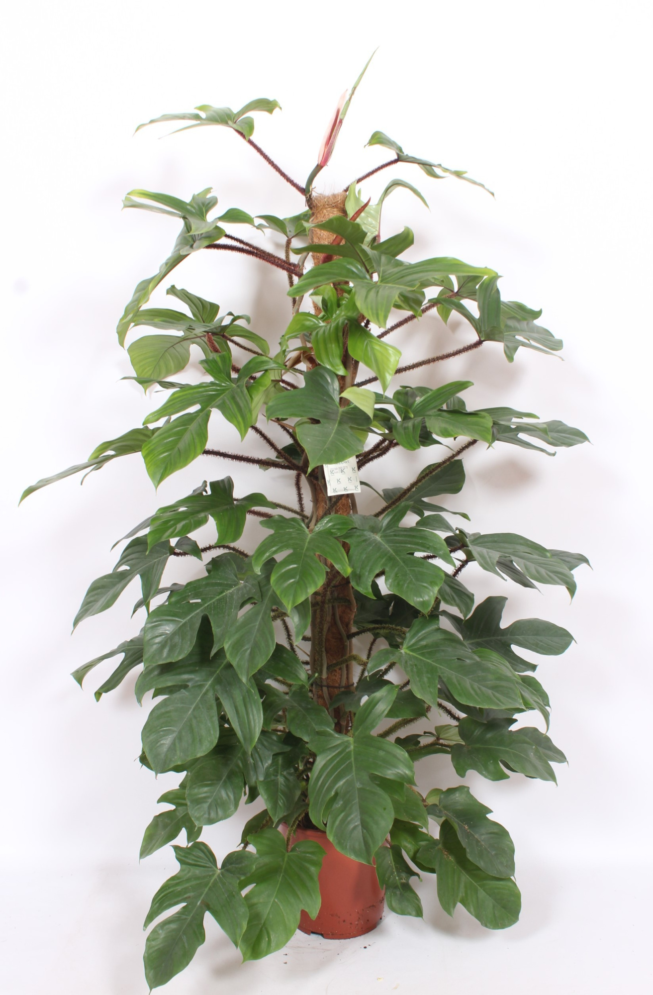 Philodendron squamiferum, D 27 cm