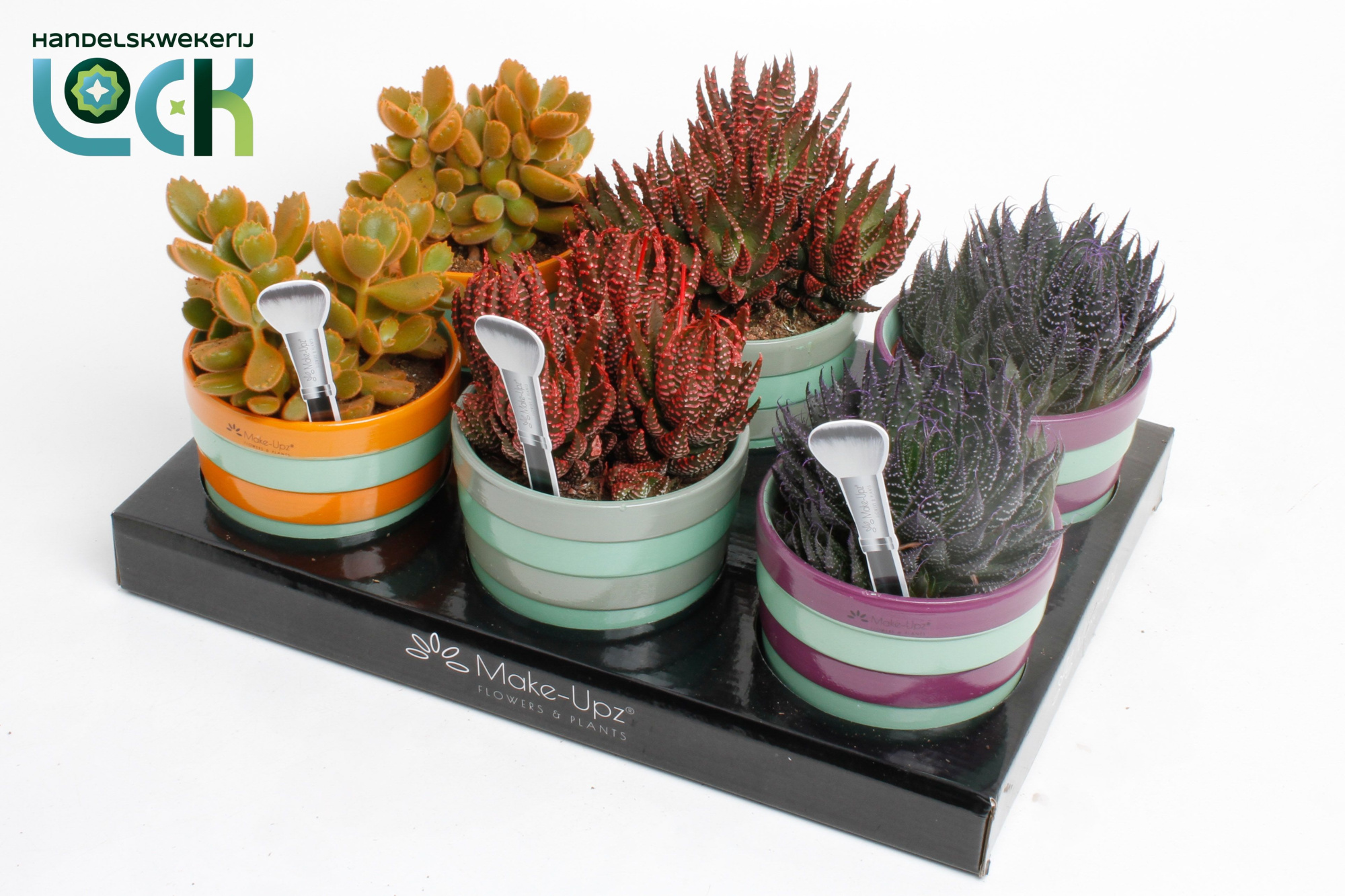 Succulenten mix MakeUpz in keramiek, D 10,5 cm