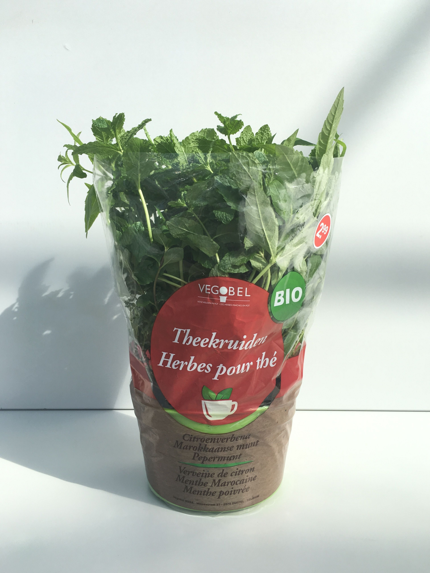 Theekruiden P12, D 12 cm