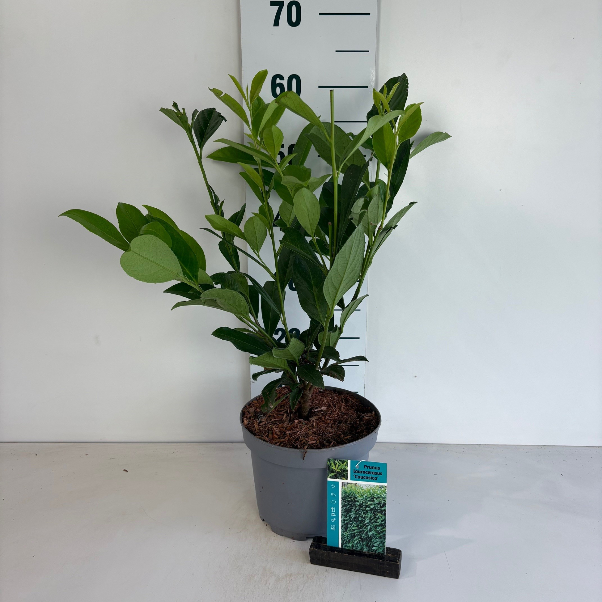 Prunus laurocerasus Caucasica, D 20 cm