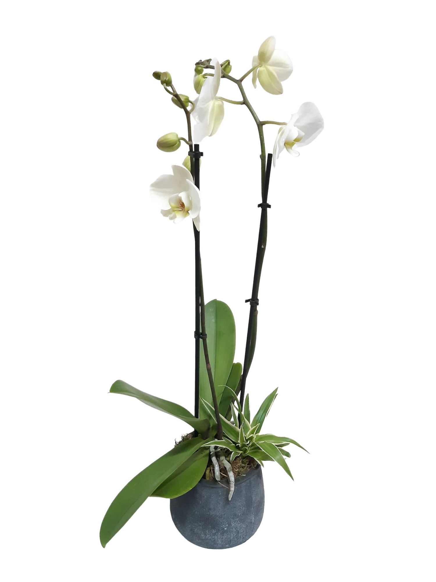 DKA13PHA Duke Pot Antraciet 13cm Phalaenopsis 2t + Chlorophytum, D 13 cm