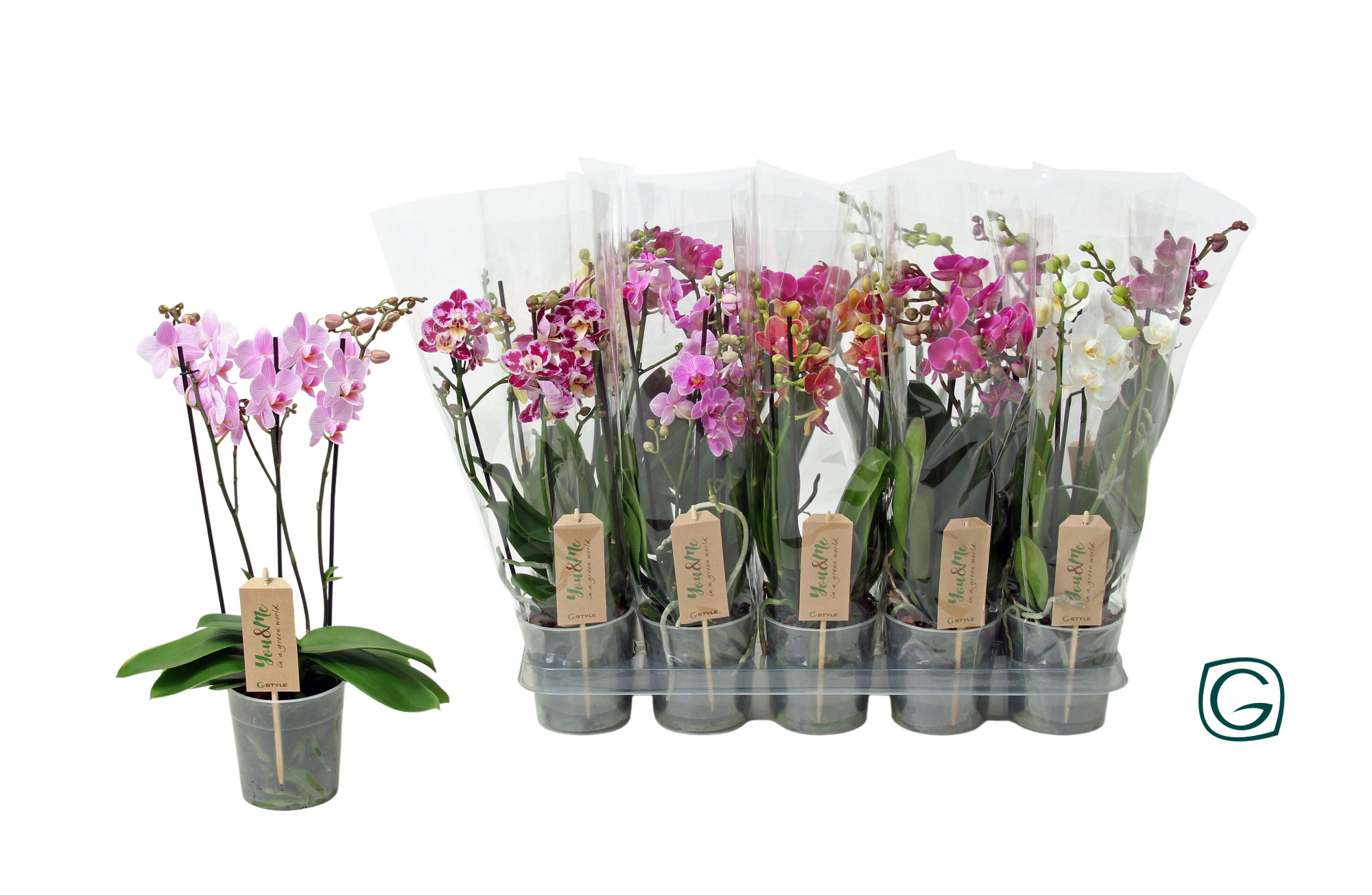 Multiflora 3tk mix 22+, D 12 cm