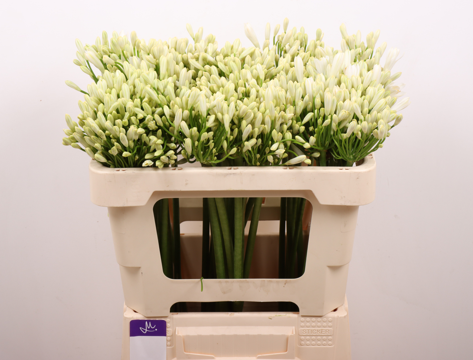 Агапантус Глетчер 50 (бел.), шт.