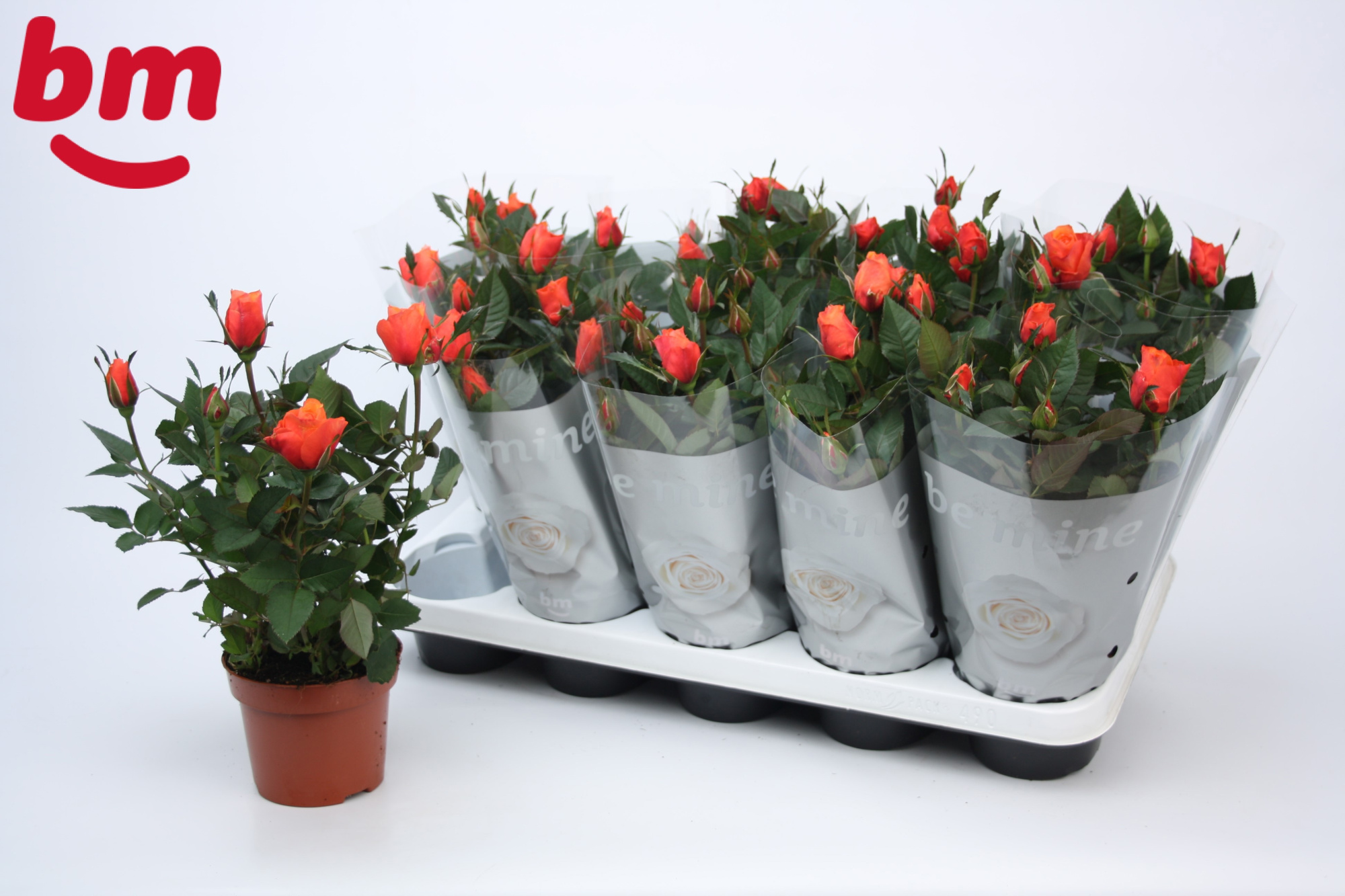 Rosa Orange Beau Monde (12 cm), D 12