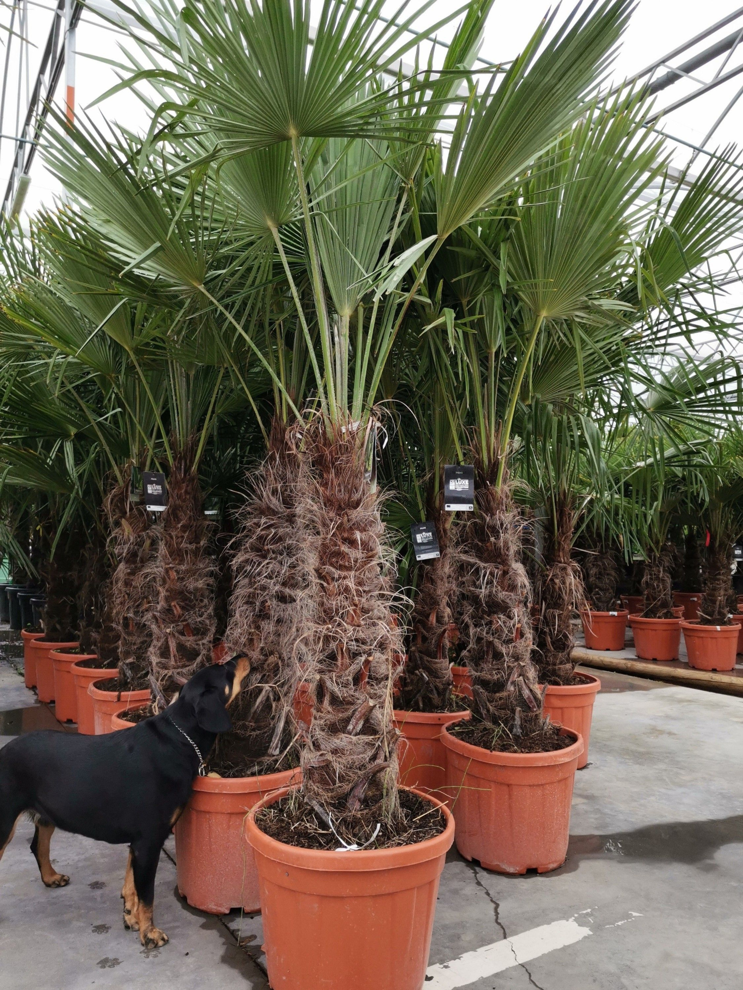 trachycarpus fortunei, D 45 cm