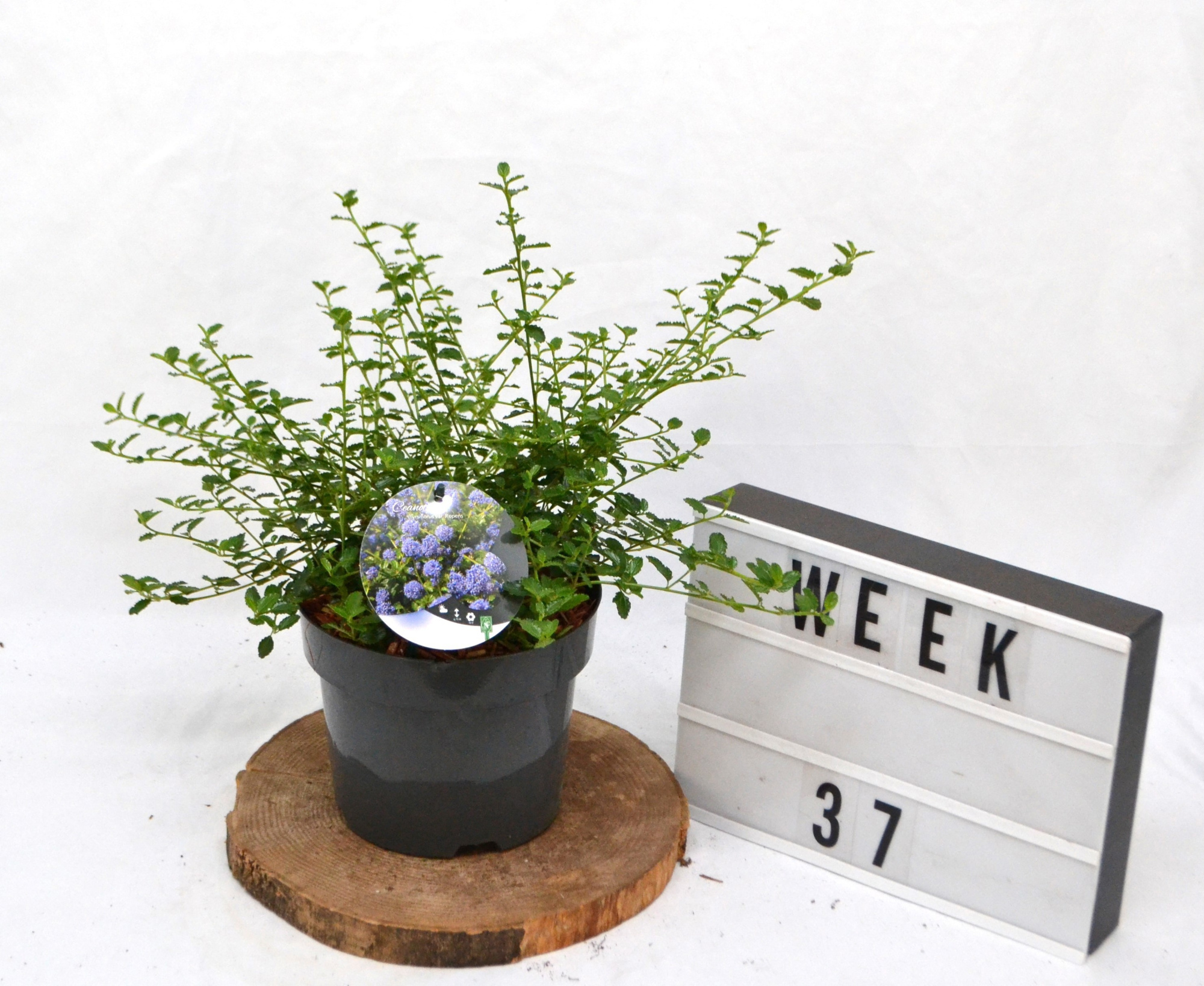 Ceanothus thyrsiflorus repens C3, D 19 cm