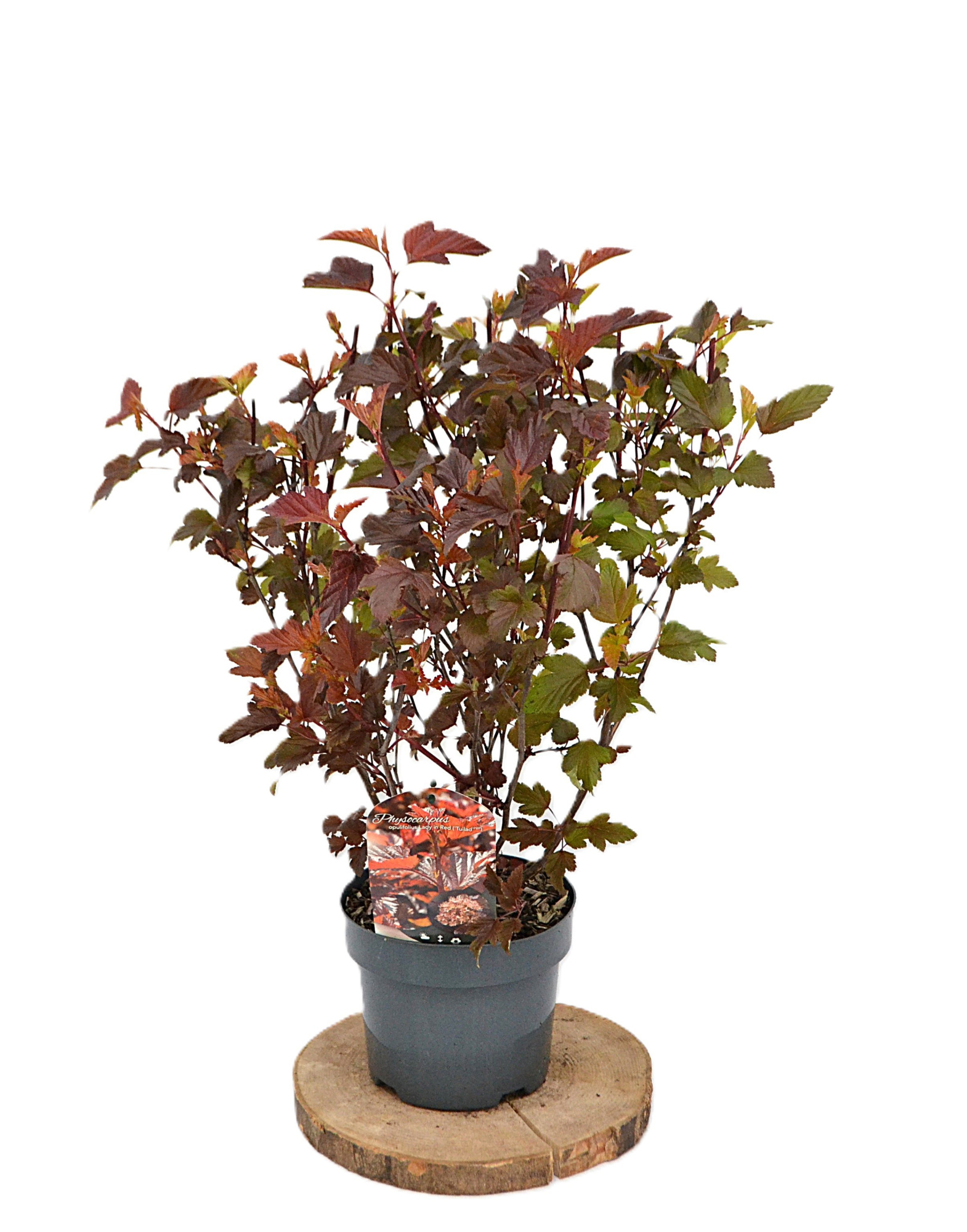 Physocarpus opulifolius Lady in Red C3, D 19