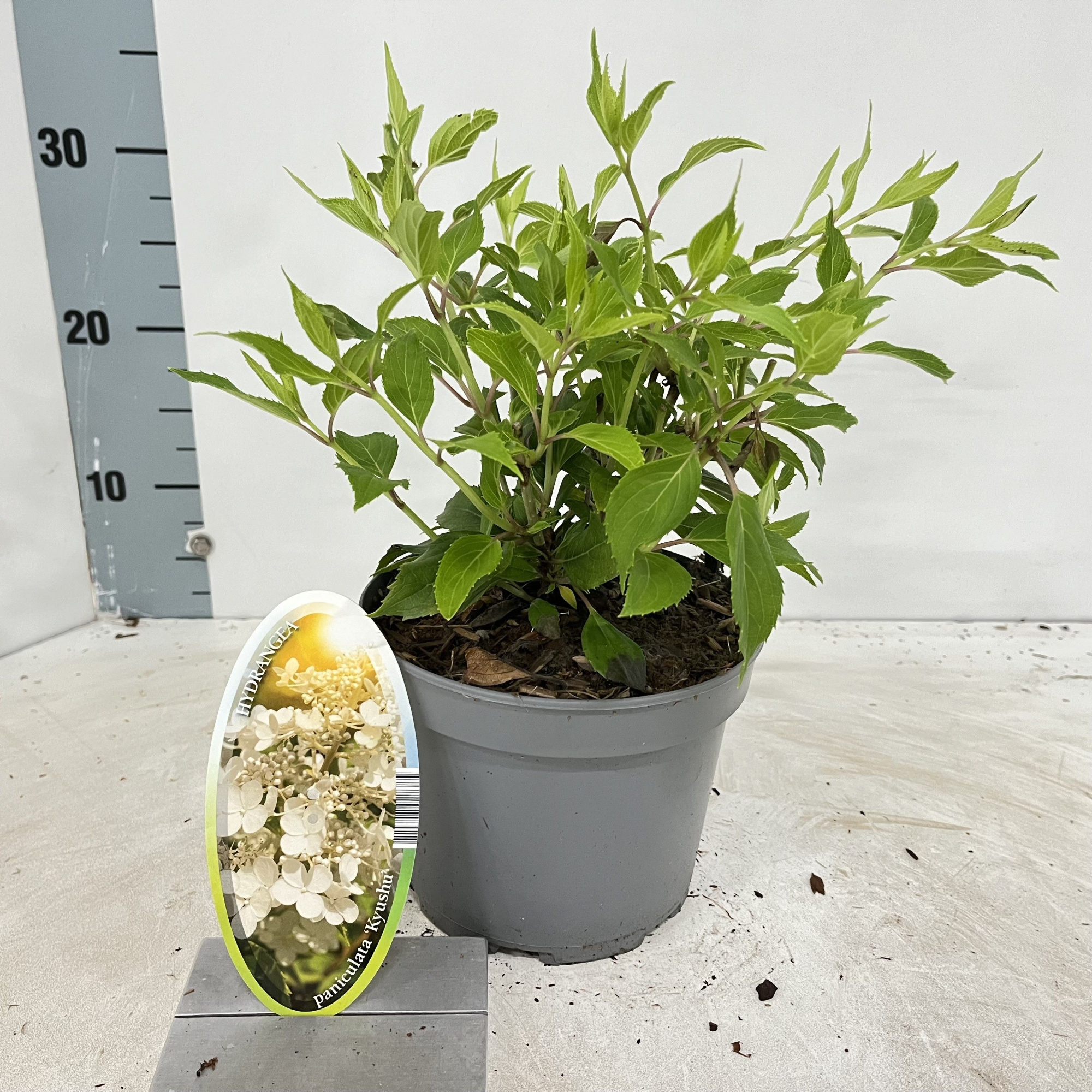 Hydrangea pan. 'Kyushu', D 17 cm