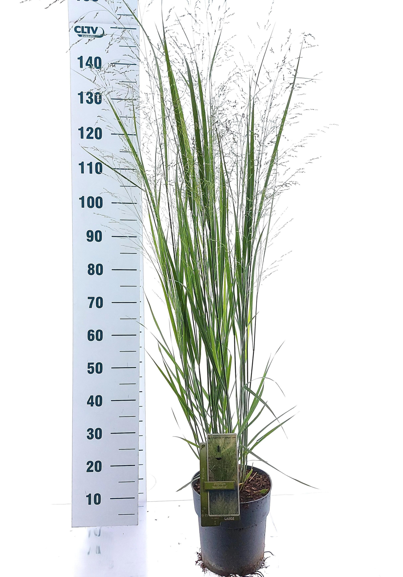 Panicum virgatum 'Northwind', D 23 cm