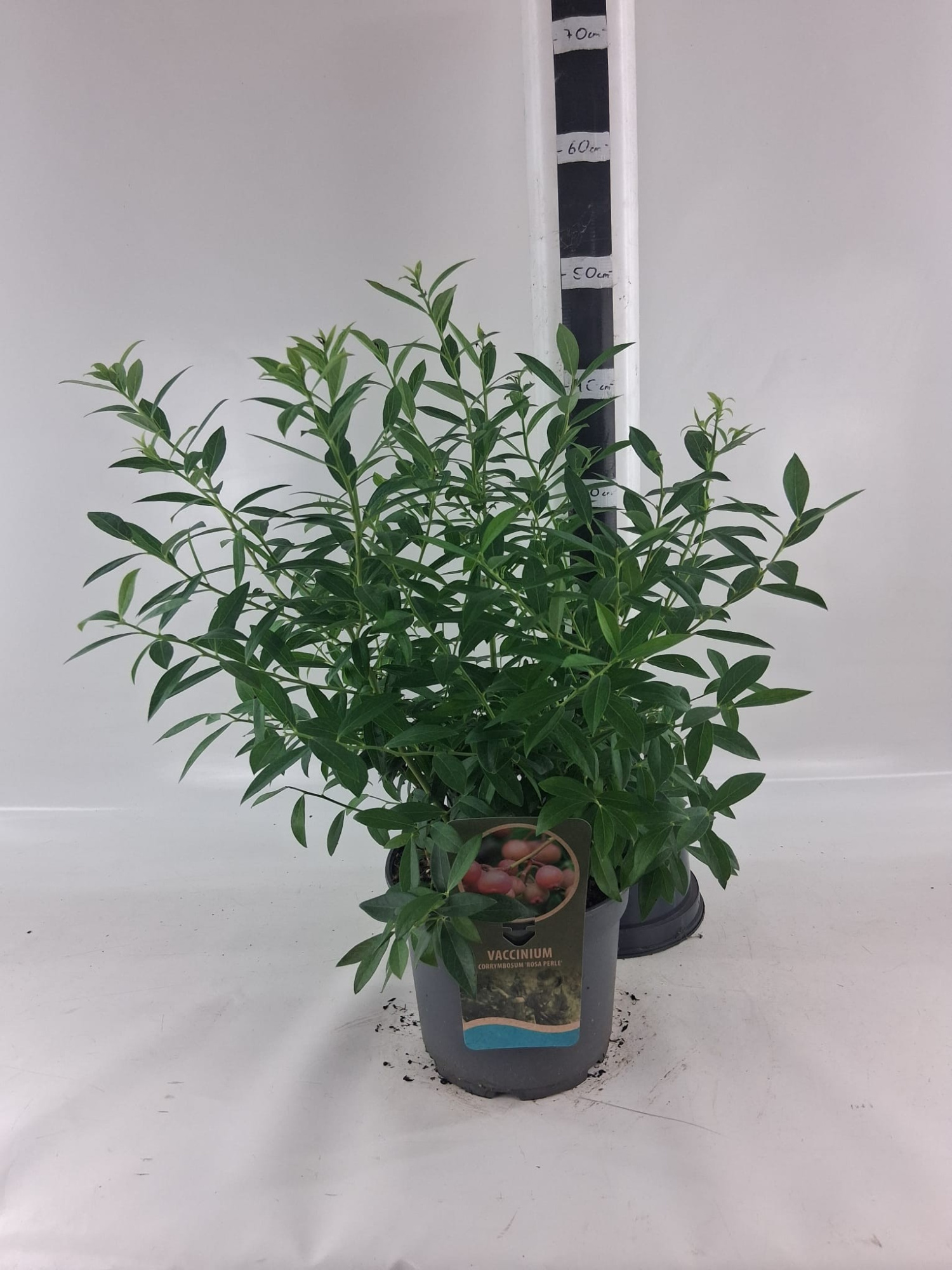 Vaccinium cor. 'Rosa Perle', D 23 cm