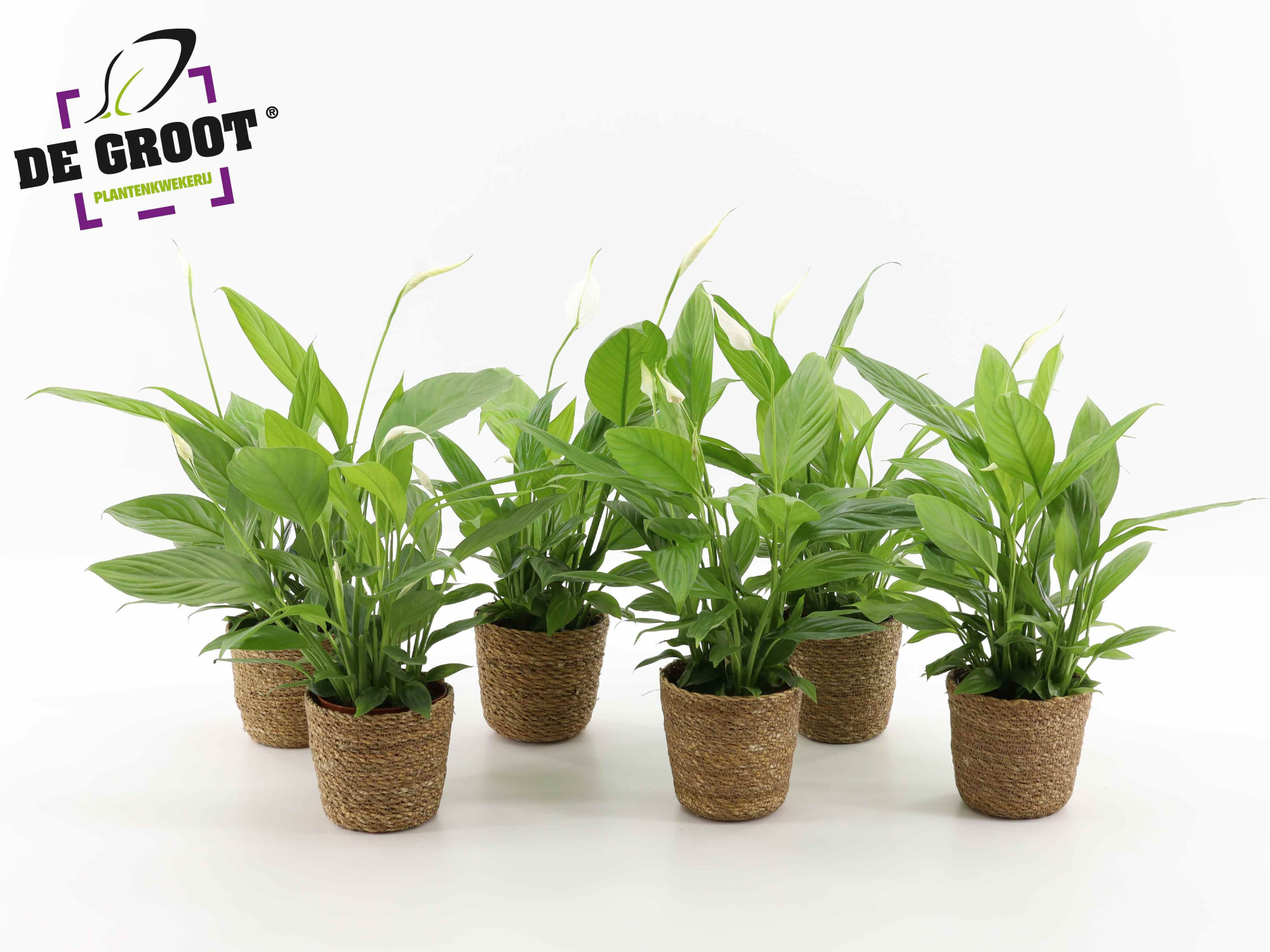 Spathiphyllum in zeegras mandje, D 12